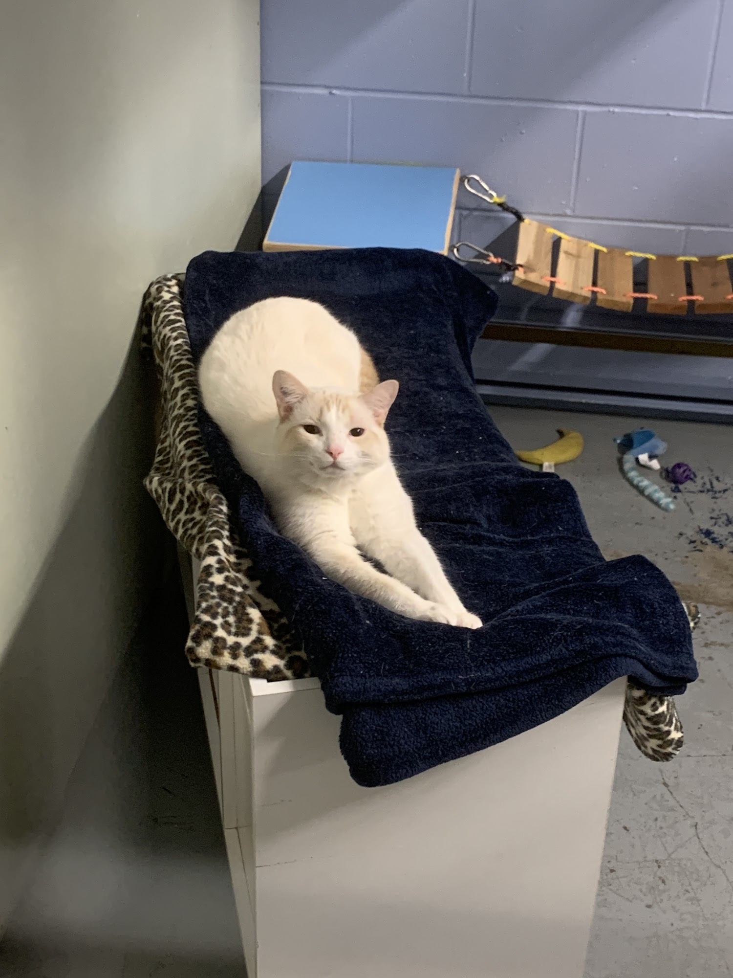 Fraser Valley Humane Society (FELINE ONLY) Mission