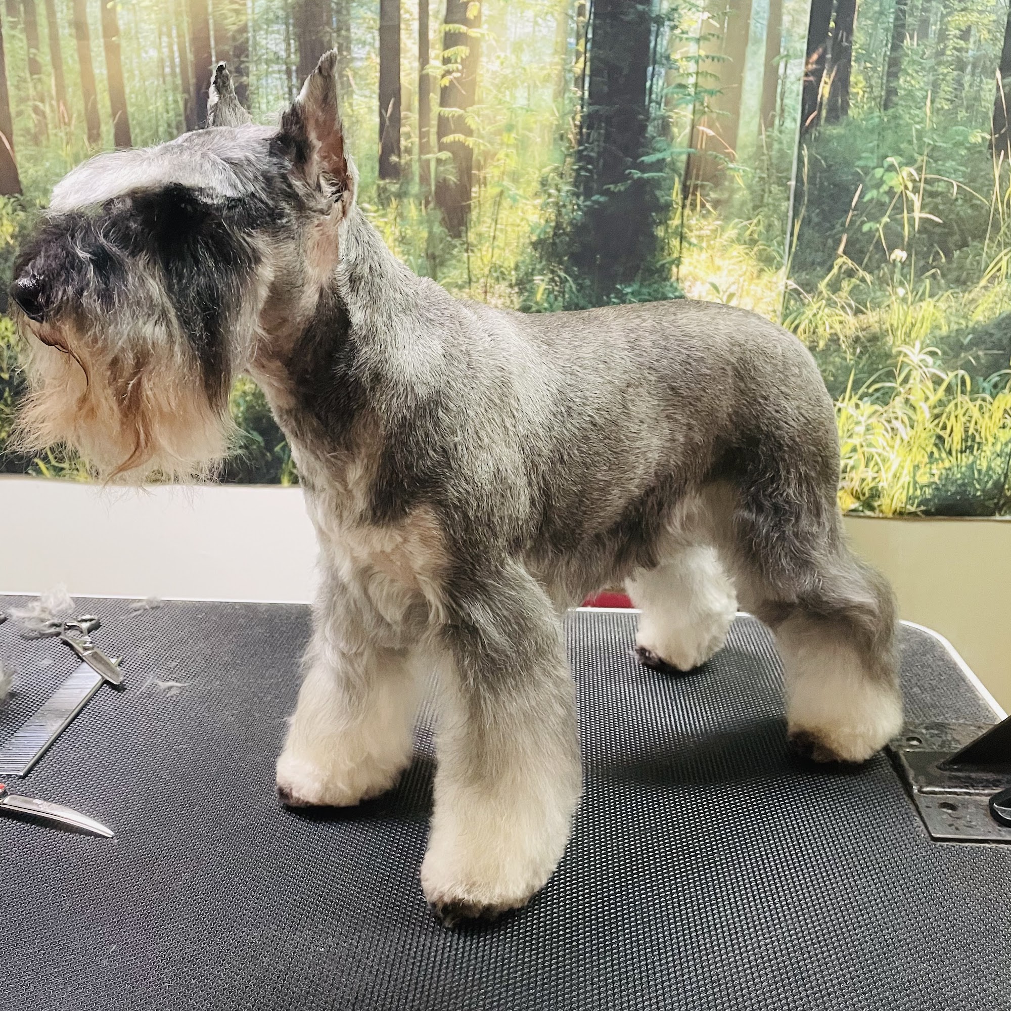 Fresh Fido Grooming Studio Mission