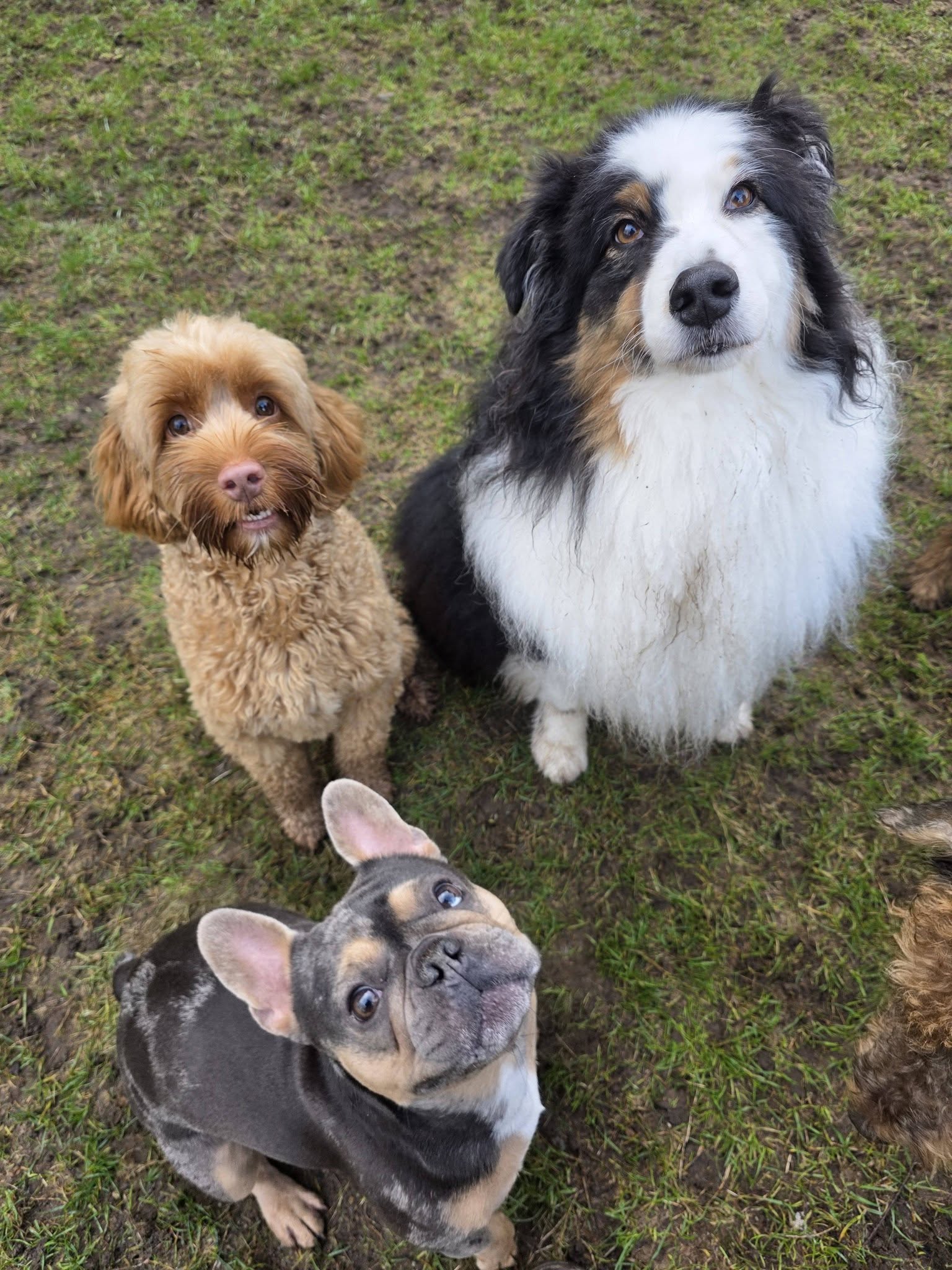 Wild Tails Grooming and Daycare Nanaimo