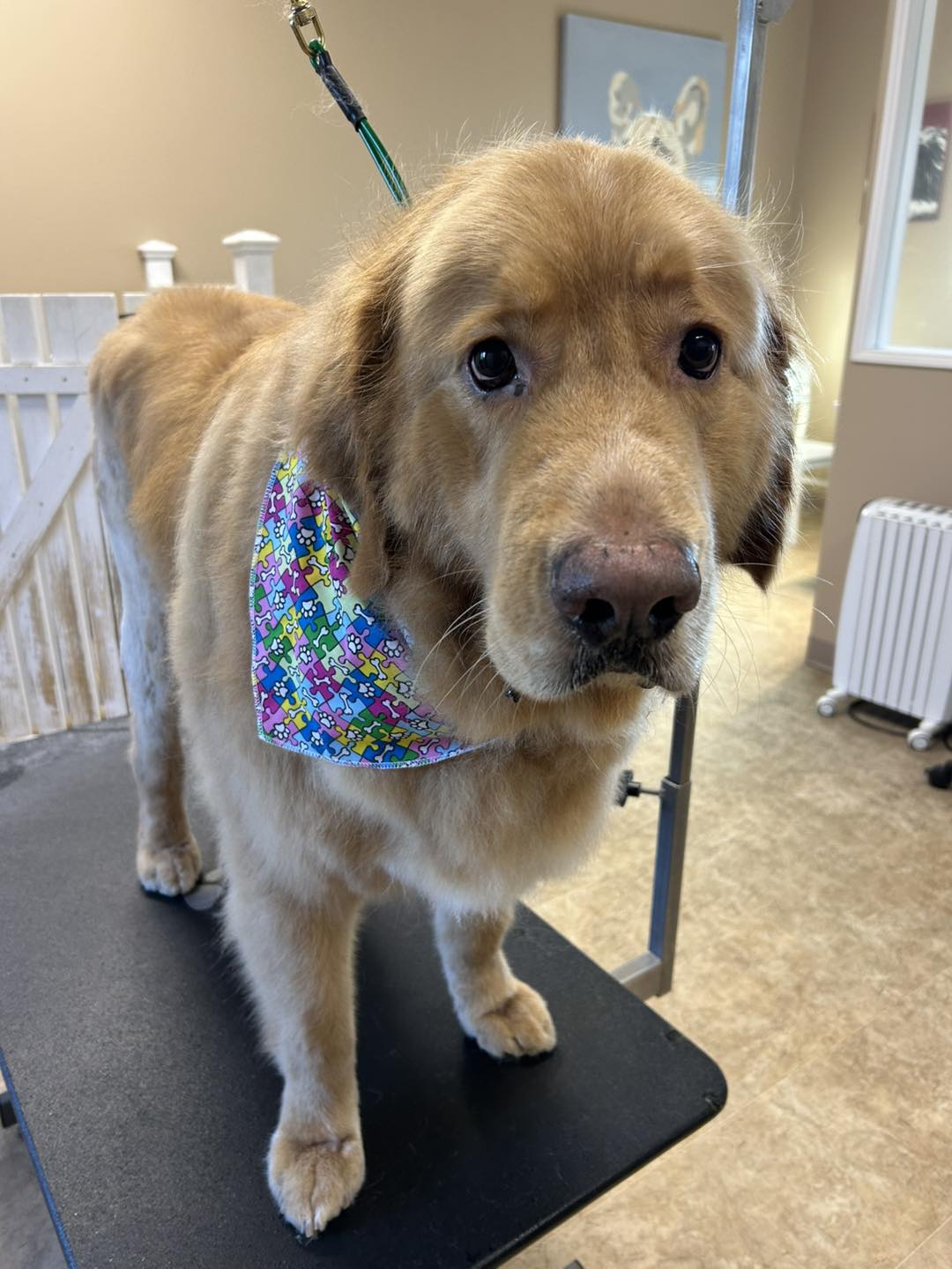 Divine Canine Grooming Salon Nanaimo