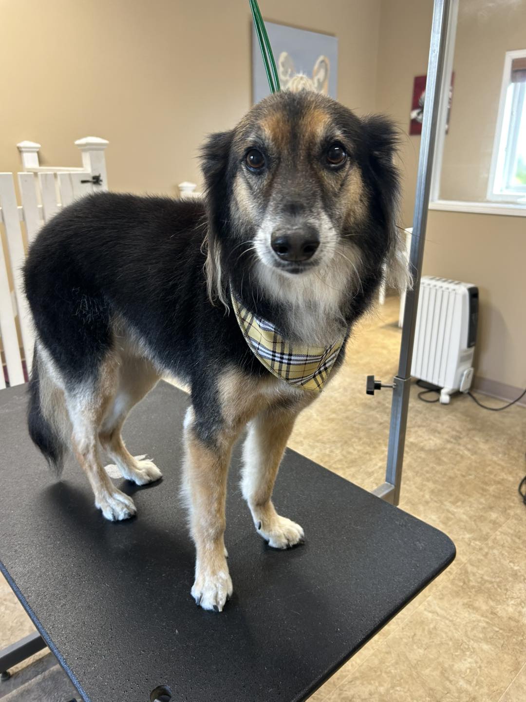 Divine Canine Grooming Salon Nanaimo