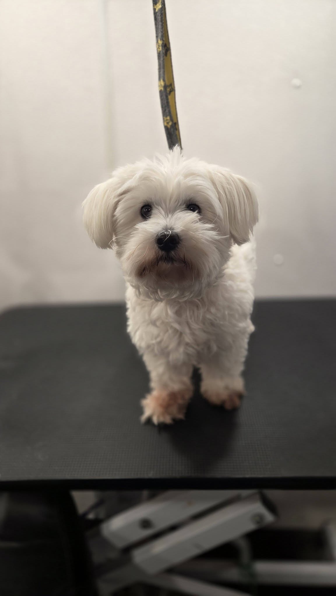 Serendipity Mobile Pet Spaw Nanaimo