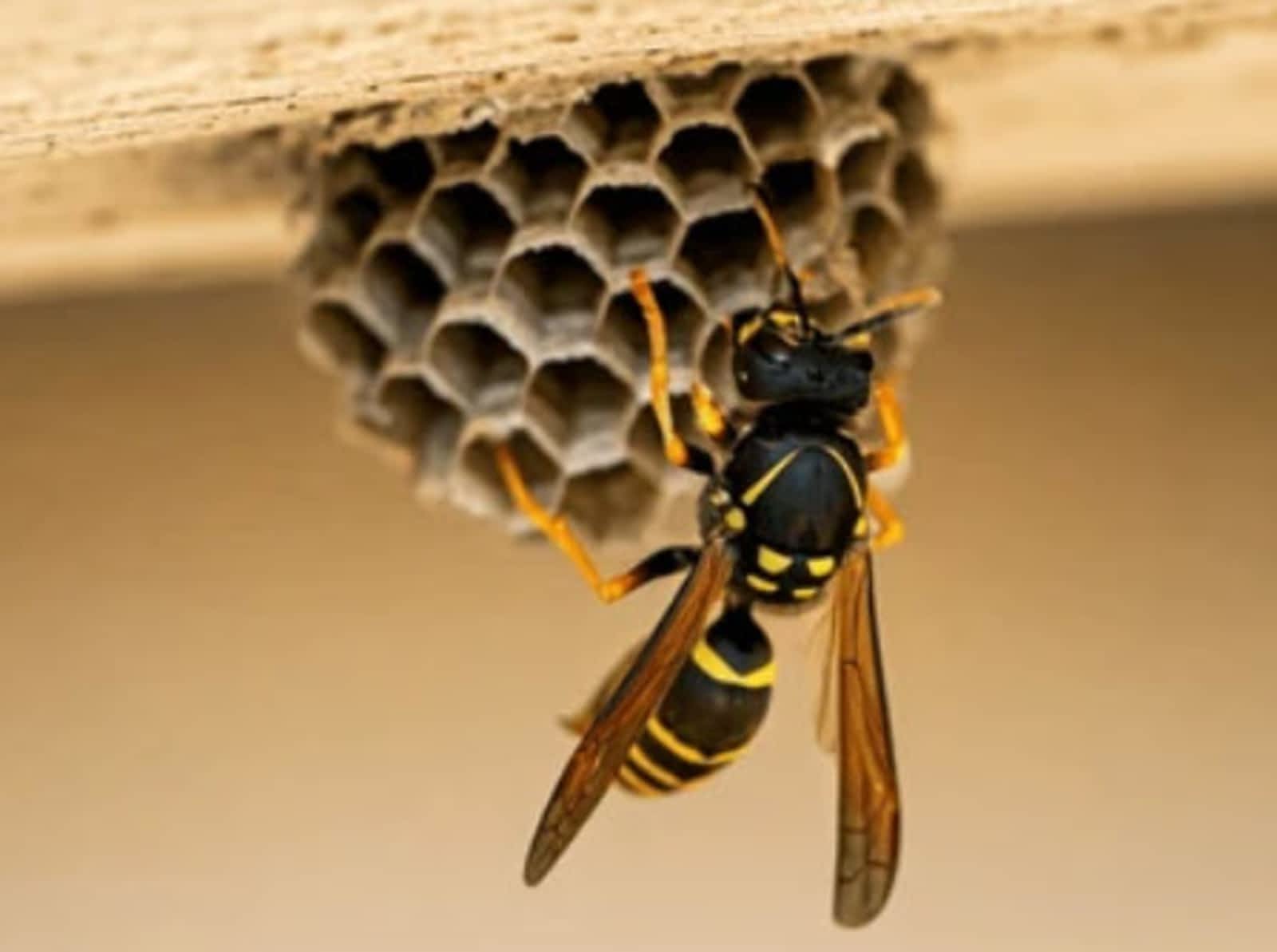 Pacific Coastal Pest Control Ltd