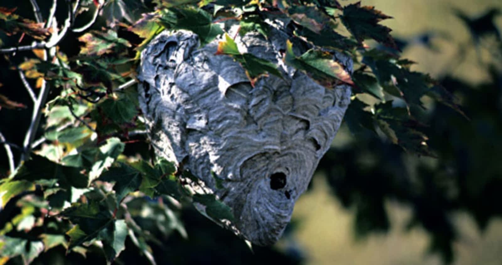 Pacific Coastal Pest Control Ltd