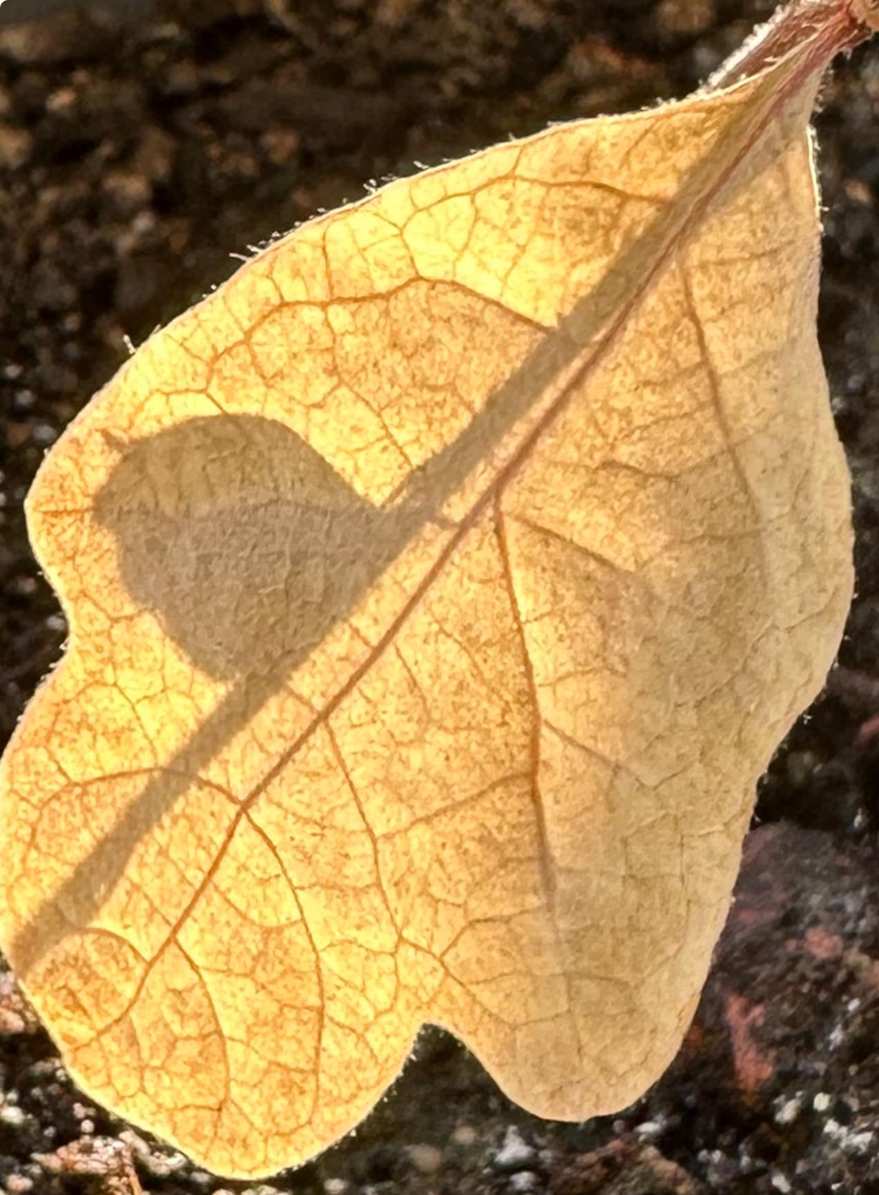 Nanaimo Tree Removal