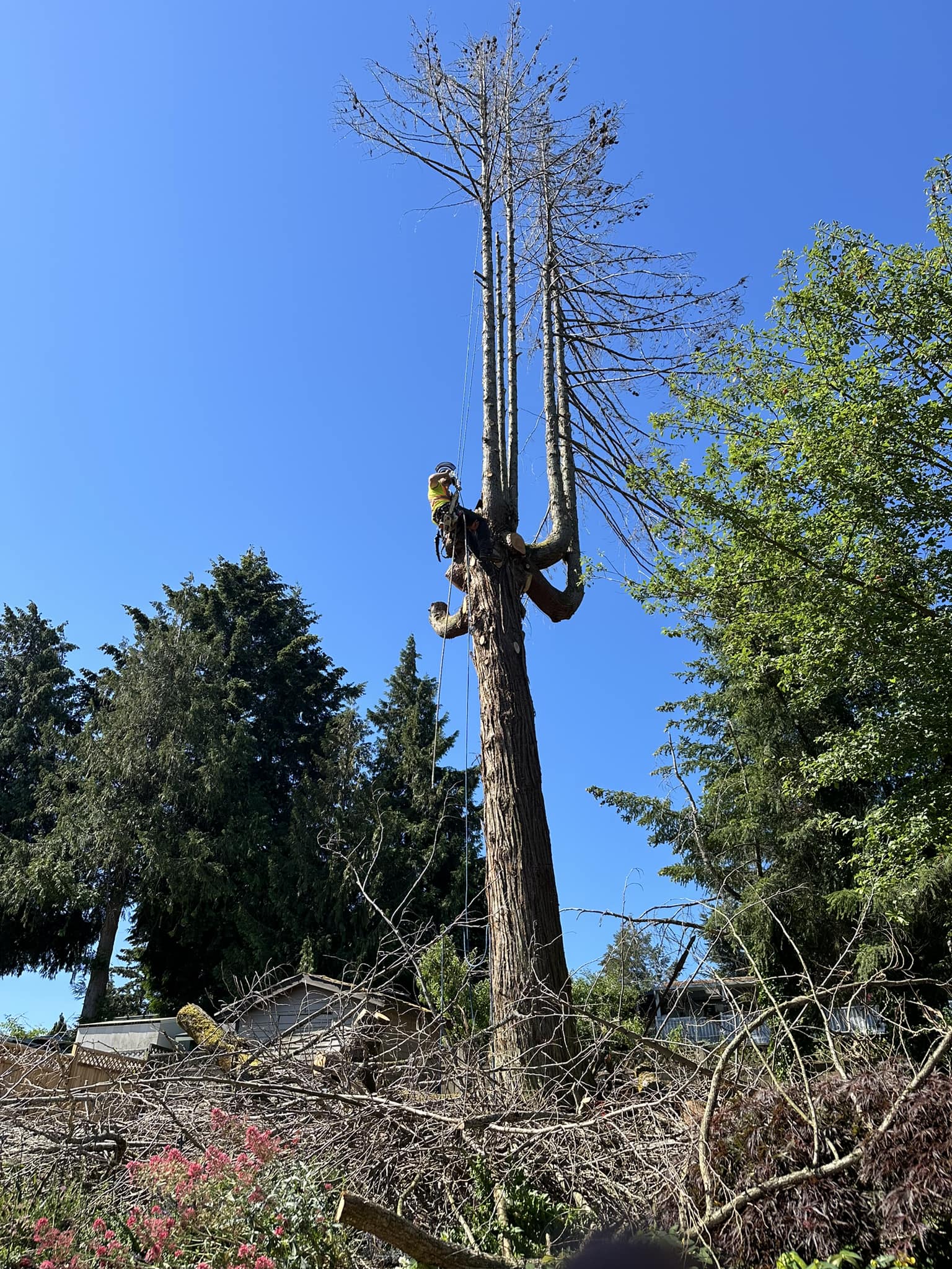 Nanaimo Tree Removal