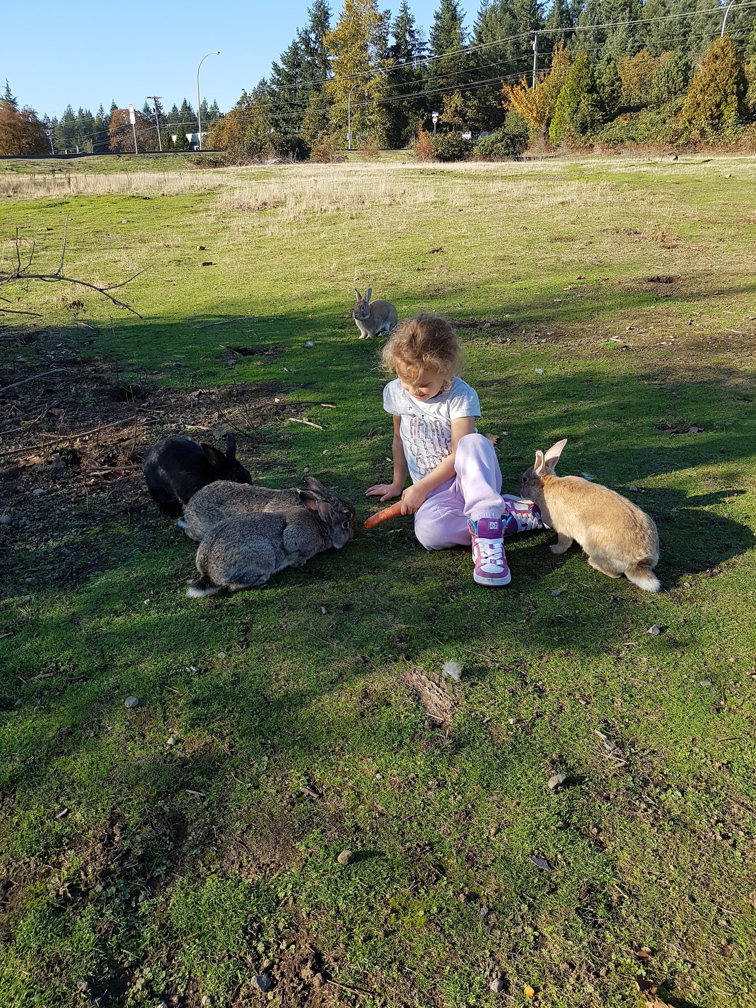 BC SPCA Nanaimo Nanaimo