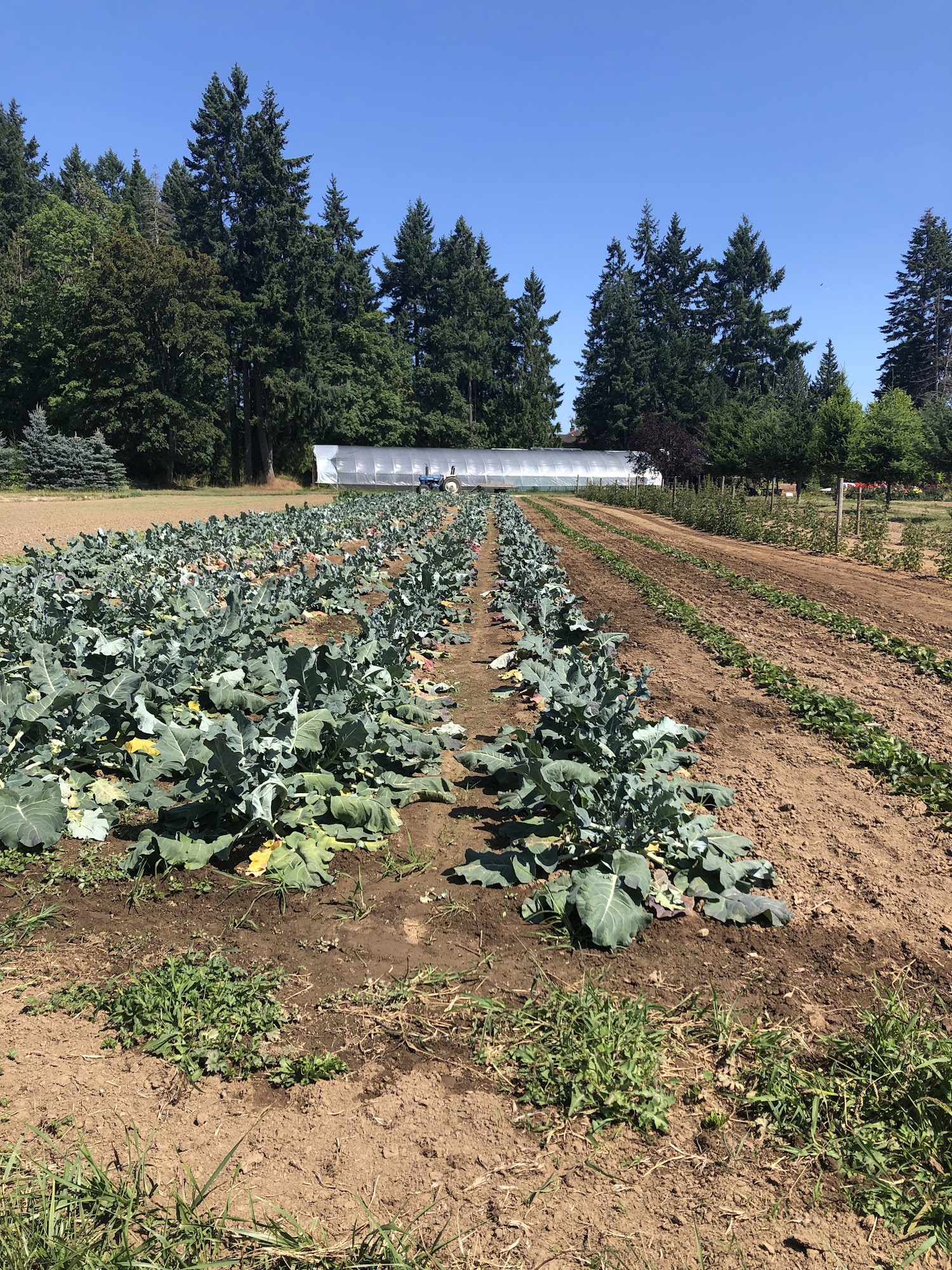 Formerly Dudink's Garden - Nesvog Family Farm Nanaimo