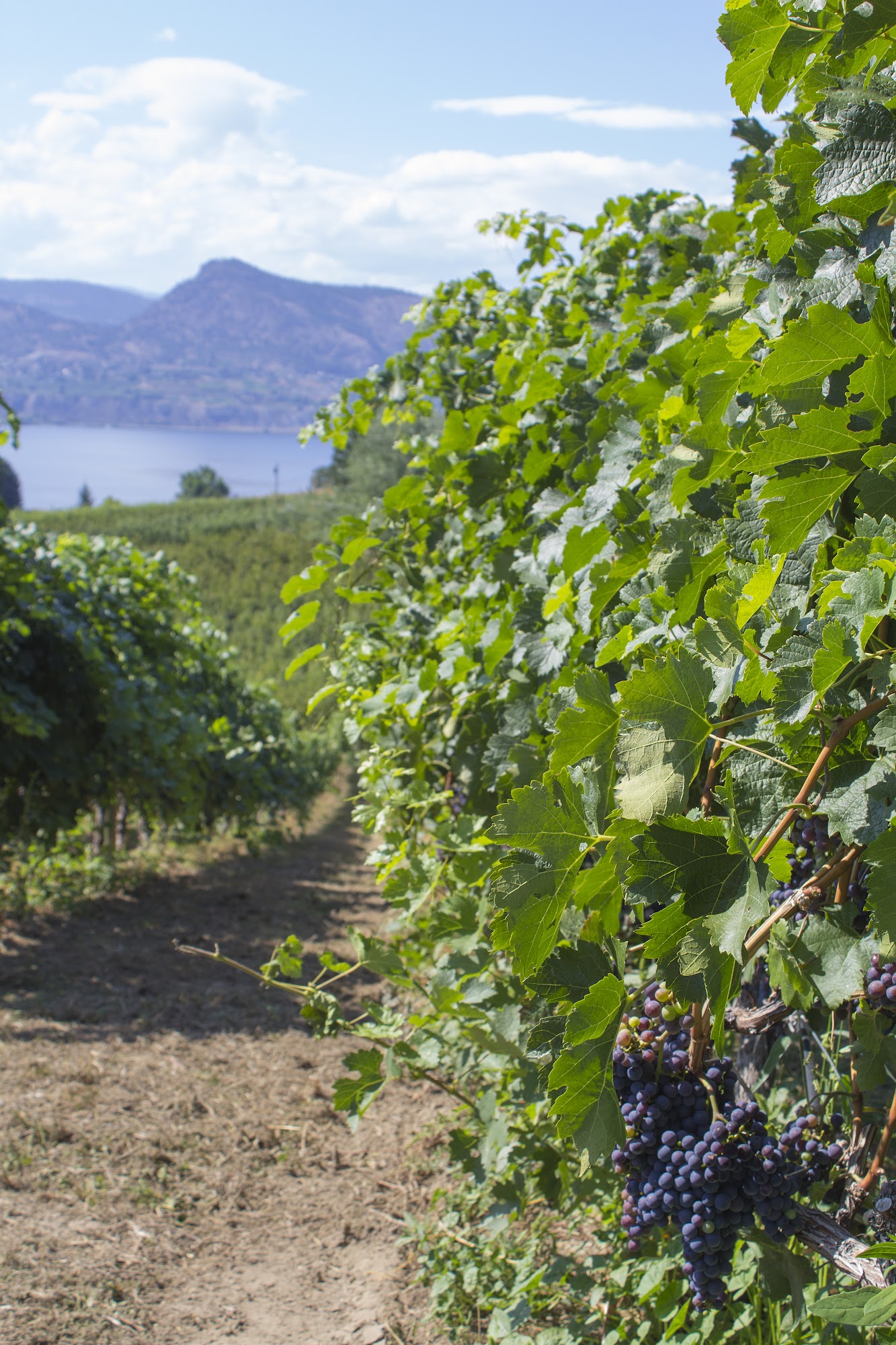 Therapy Vineyards & Inn Menu