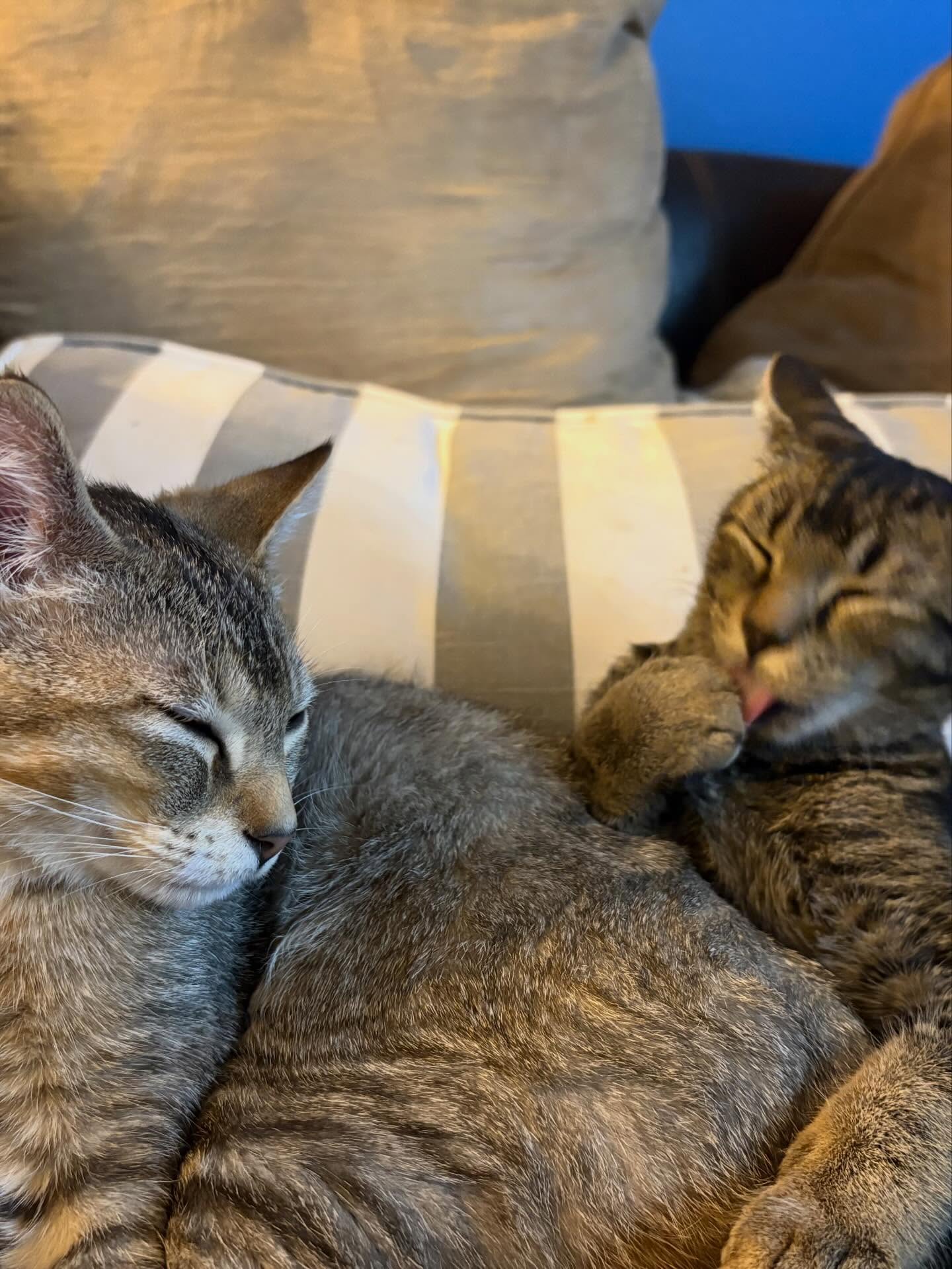 Royal City Paws Pet Centre New Westminster