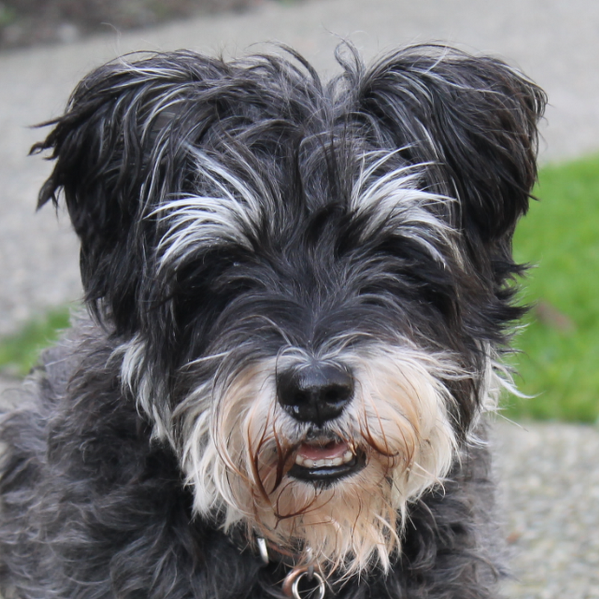 Vancouver Pet Centre (Vanpet New West) New Westminster