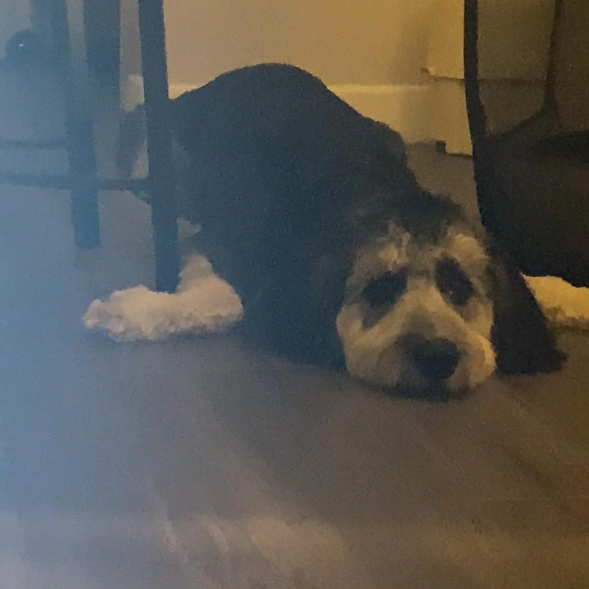 Ayros Dog Grooming Salon New Westminster