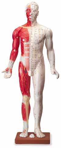 Pacific Alternative & Acupuncture Clinic