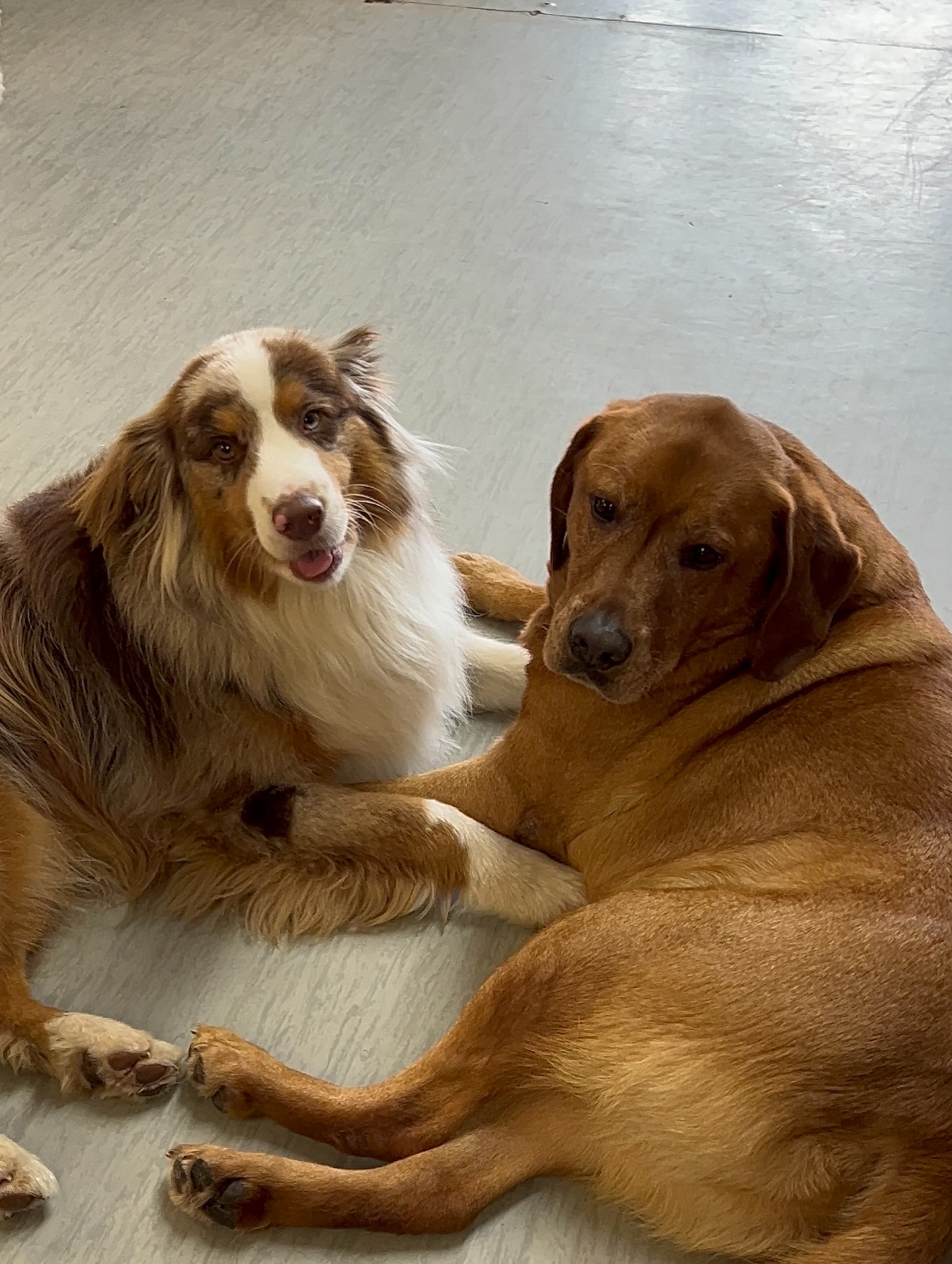 A Spot For Spot Dog Grooming and Daycare North Vancouver