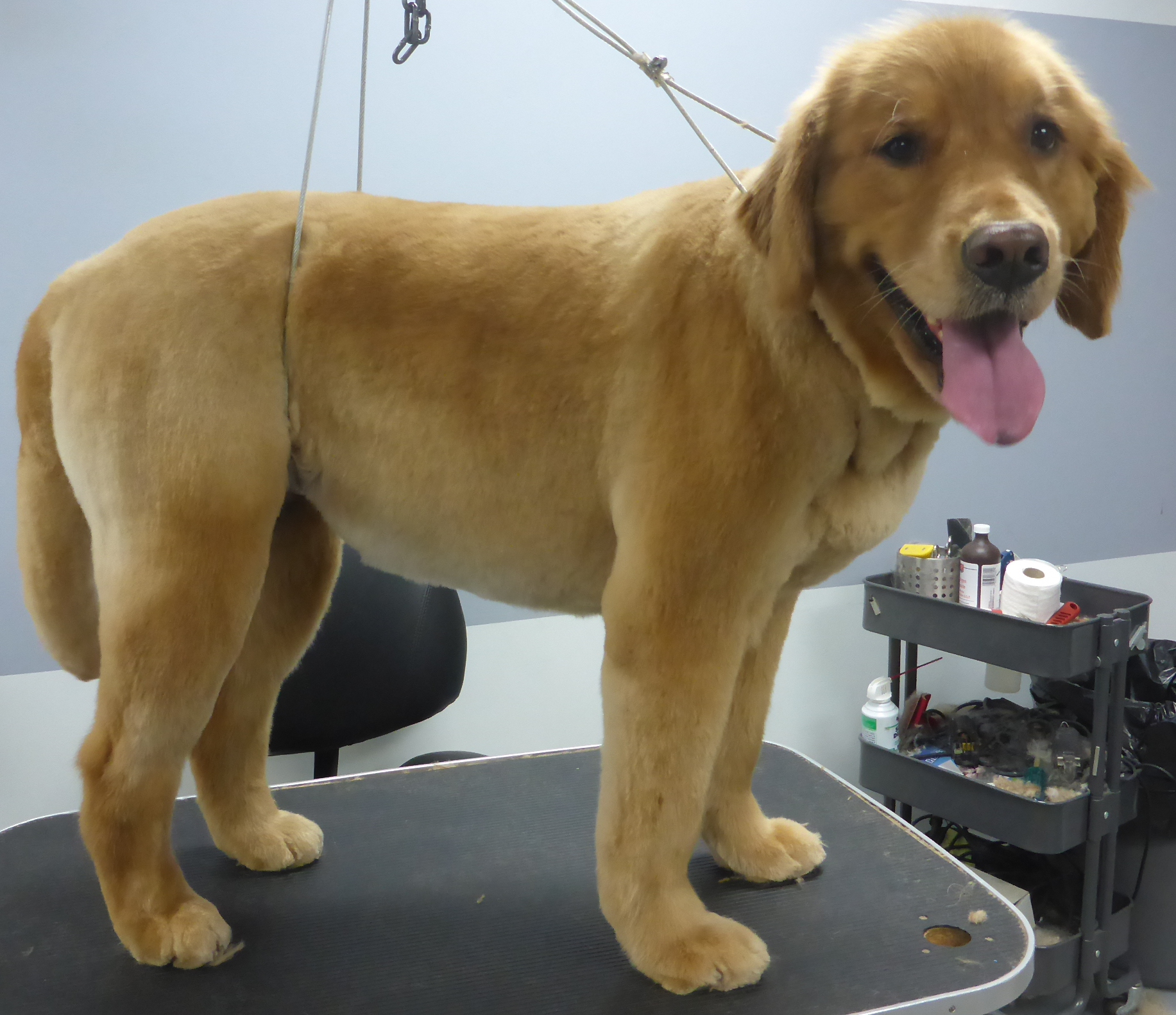 A Spot For Spot Dog Grooming and Daycare North Vancouver