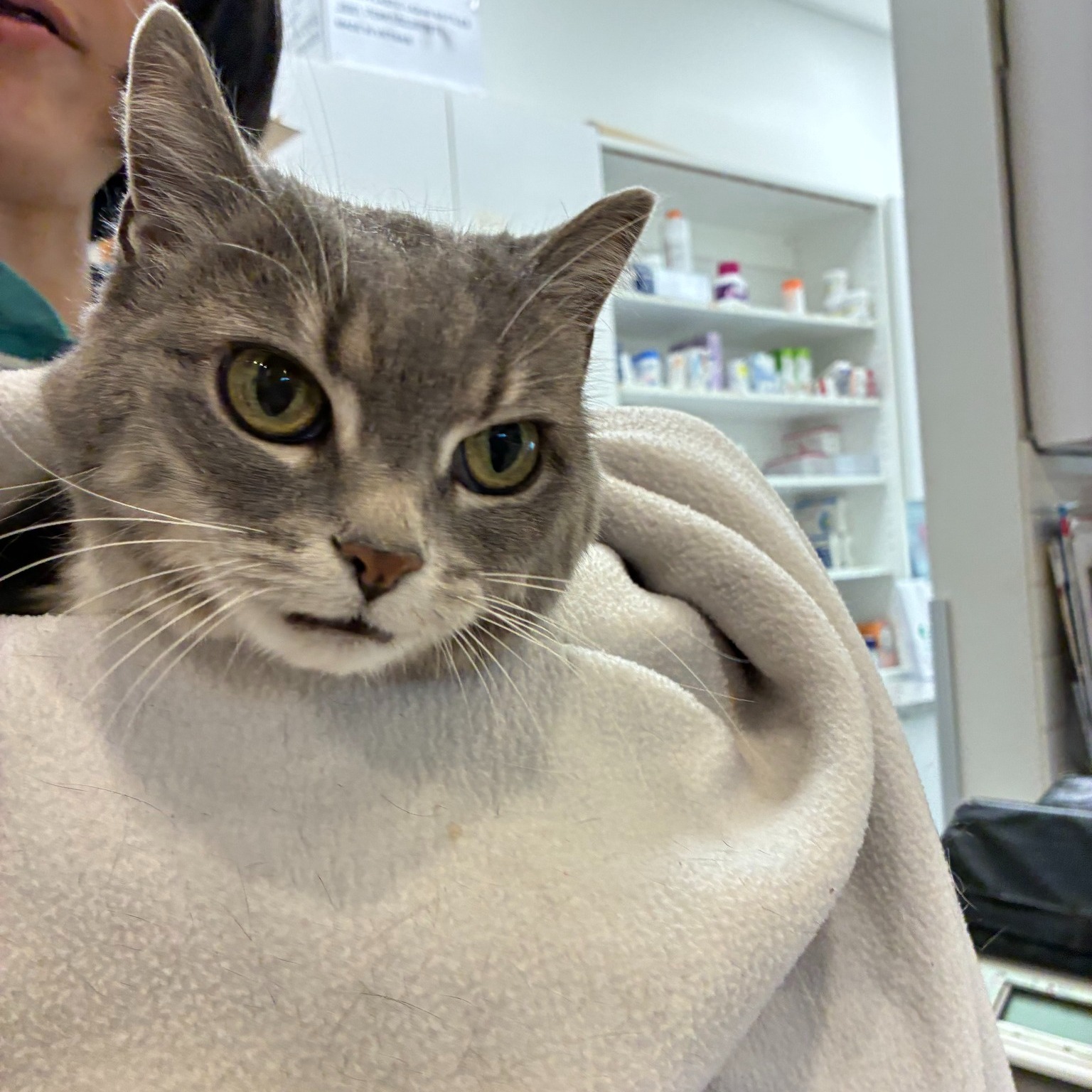 All About Cats Veterinary Clinic North Vancouver