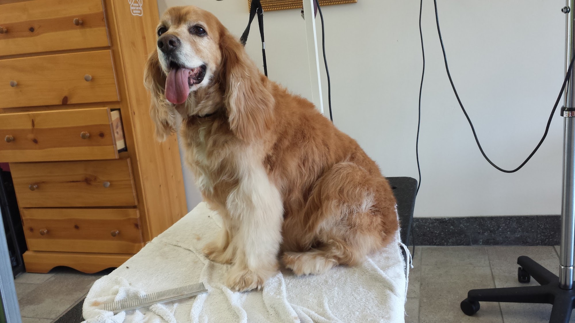 Golden Pet Services North Vancouver