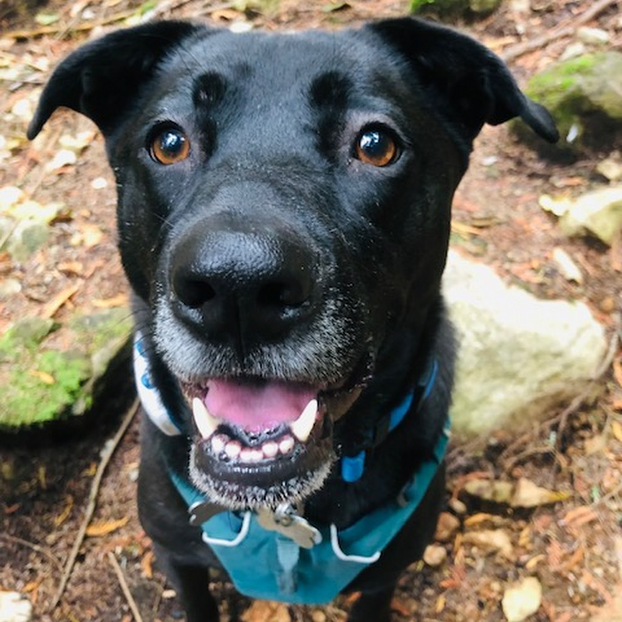 Treks 4 Pets Inc. North Vancouver