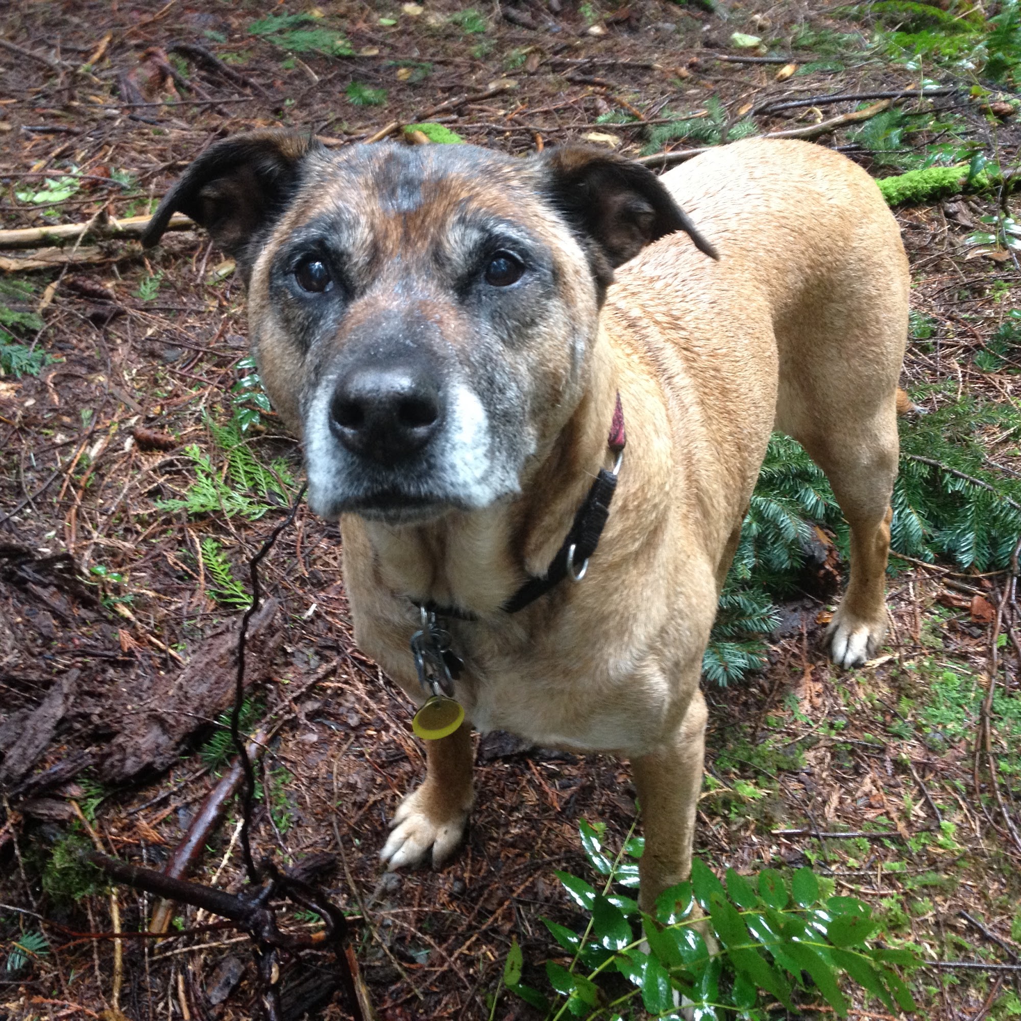 Sweet Pea & Me Dog Adventures and Care North Vancouver