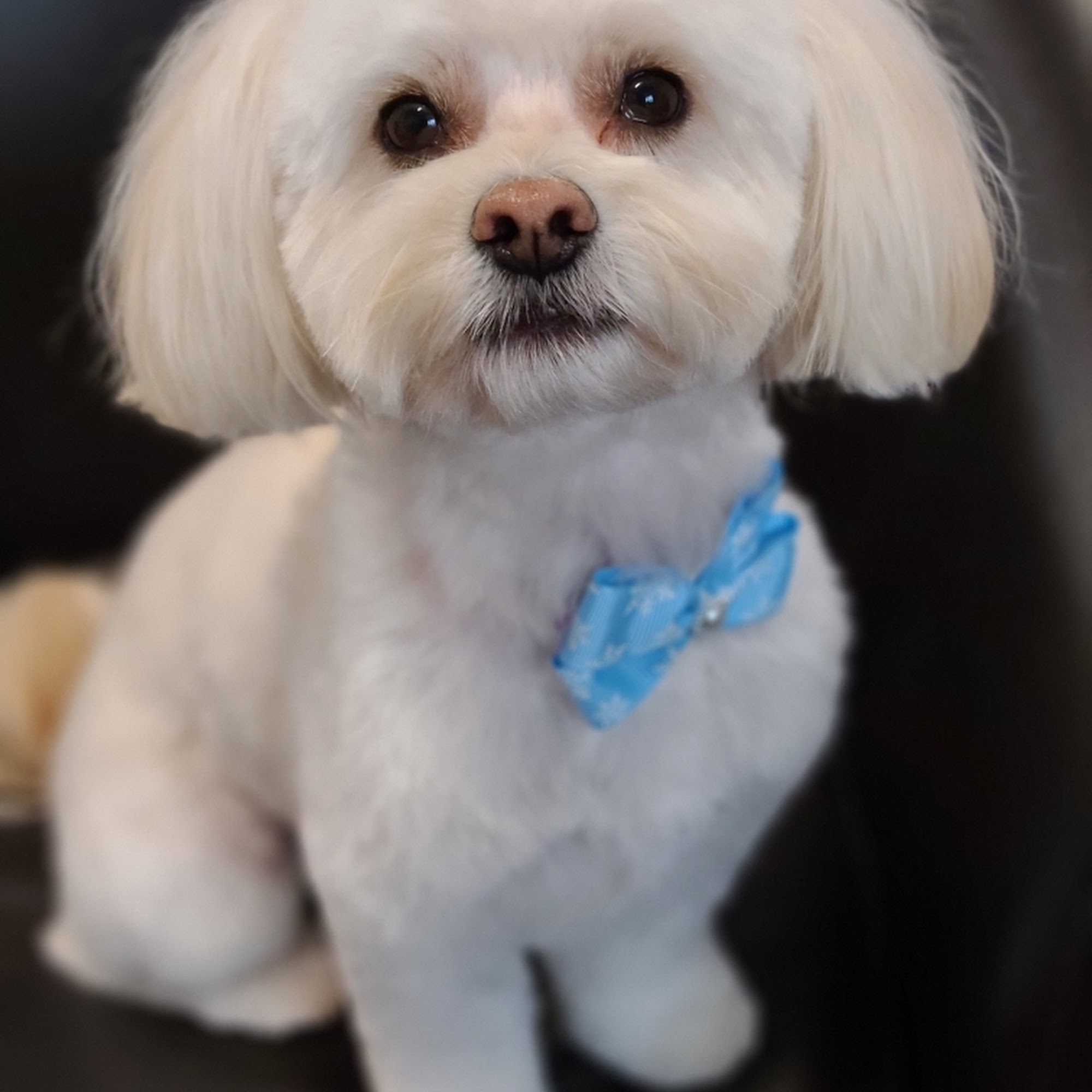 Dog Grooming By Cherie Parksville