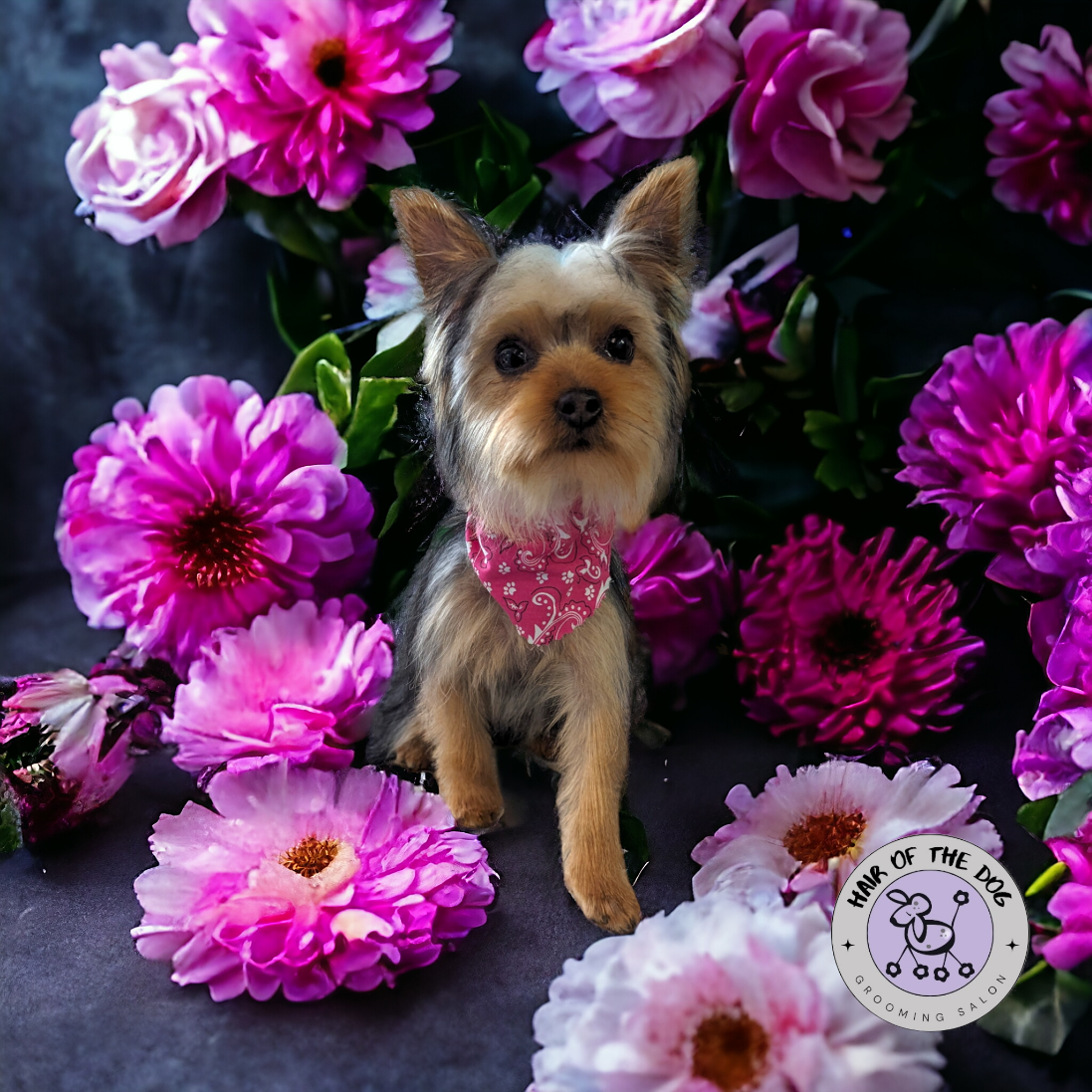 Hair Of The Dog Grooming Salon By appointment only. Penticton