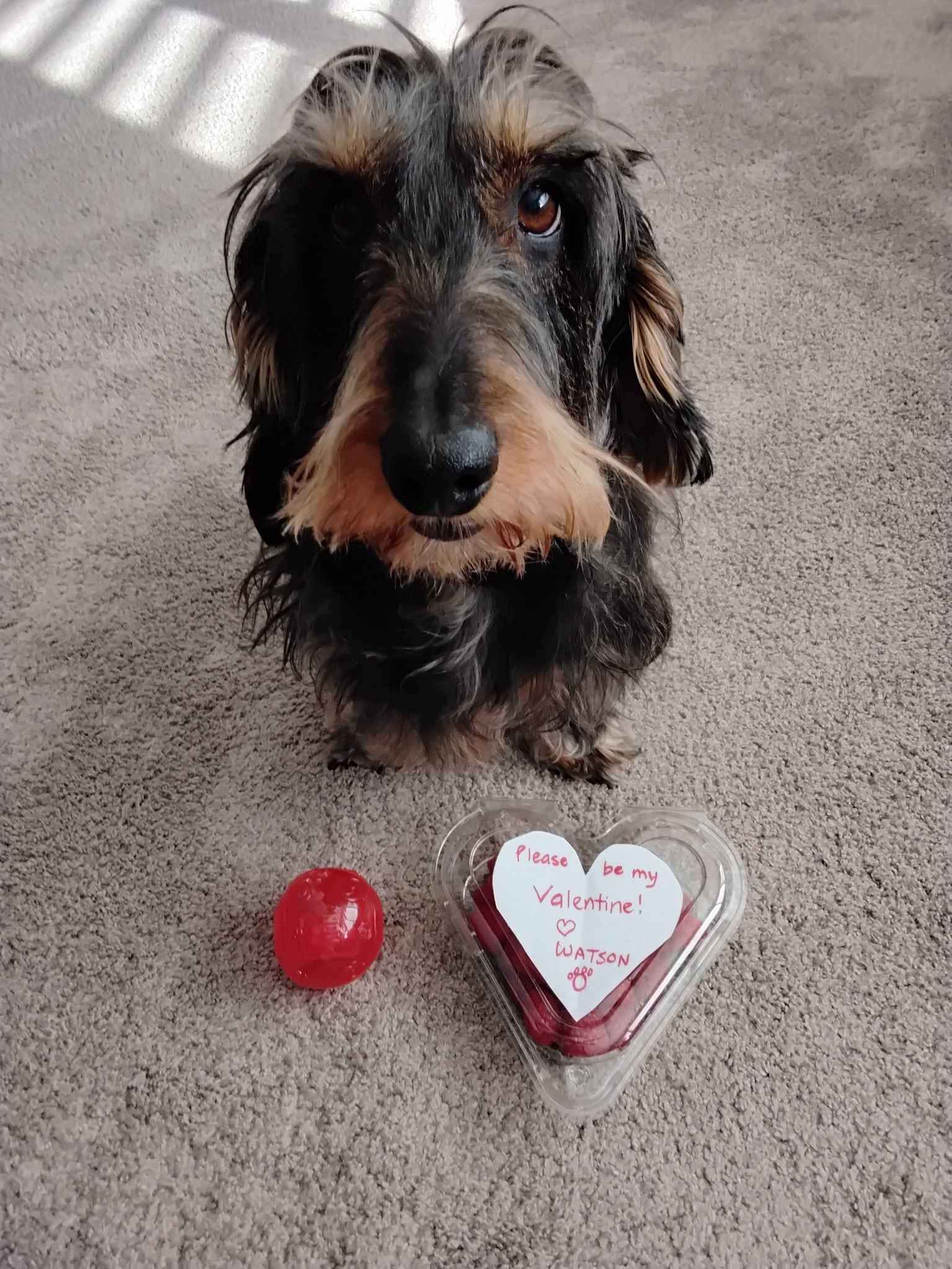 Pawlished Pet Grooming Penticton