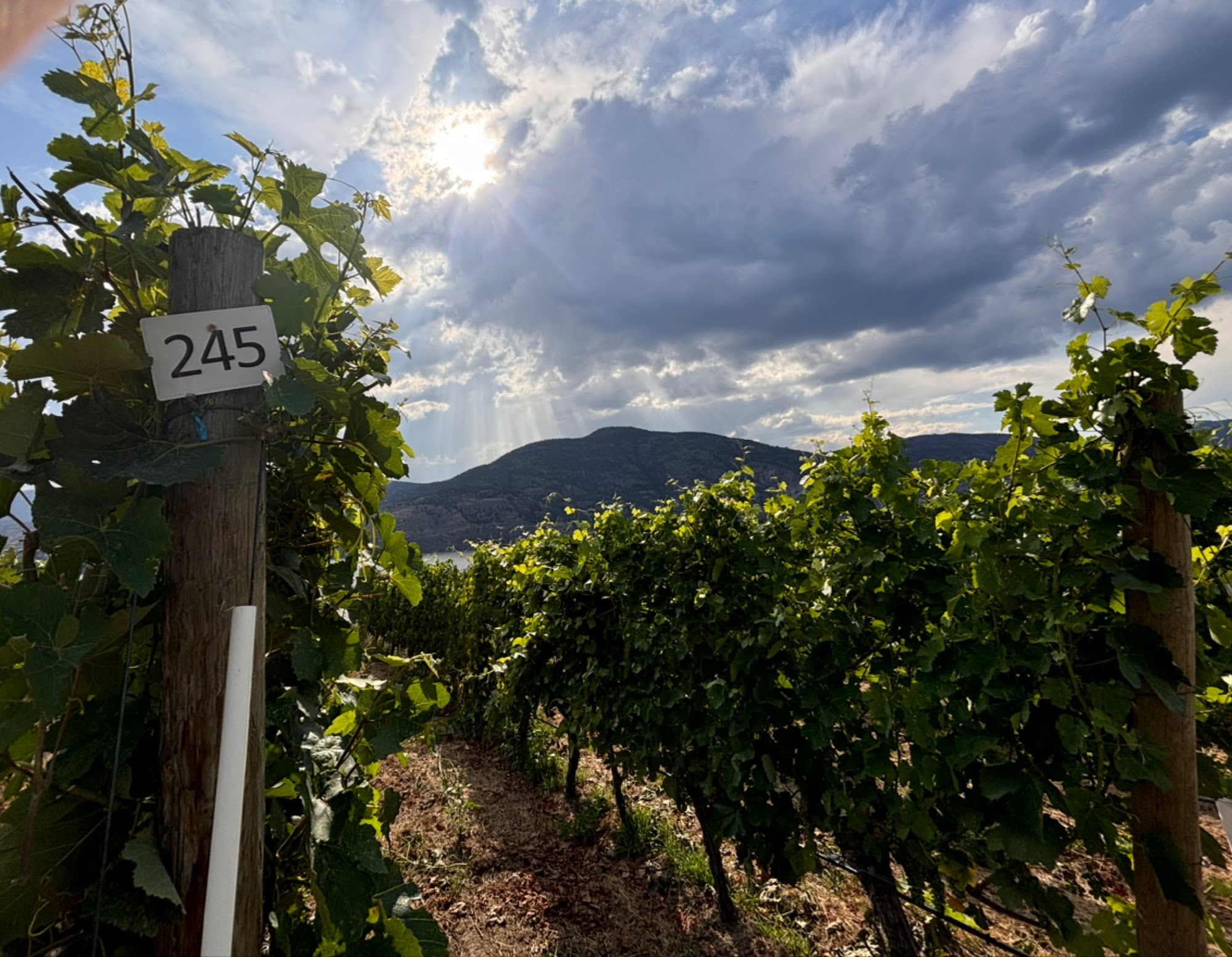 Painted Rock Estate Winery Menu