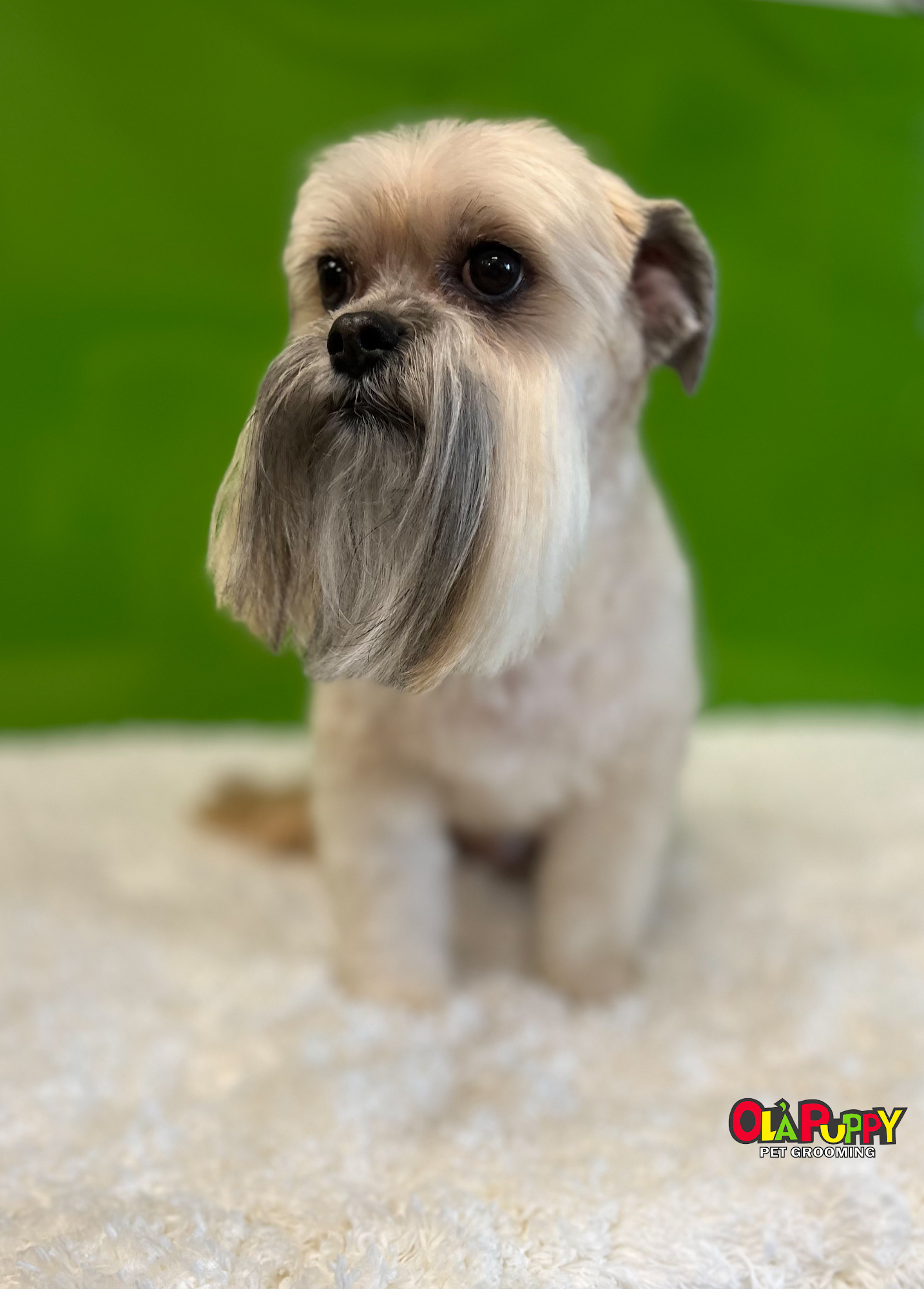 Ola Puppy Dog Grooming Pitt Meadows