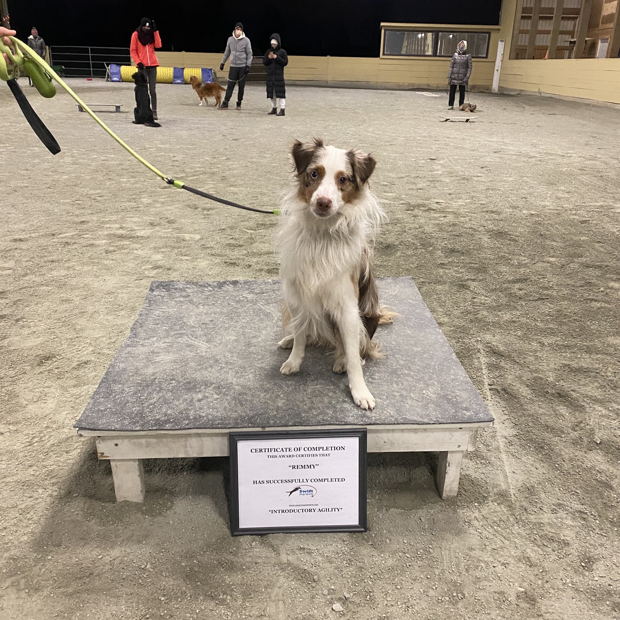 Swift Dog Sports Pitt Meadows