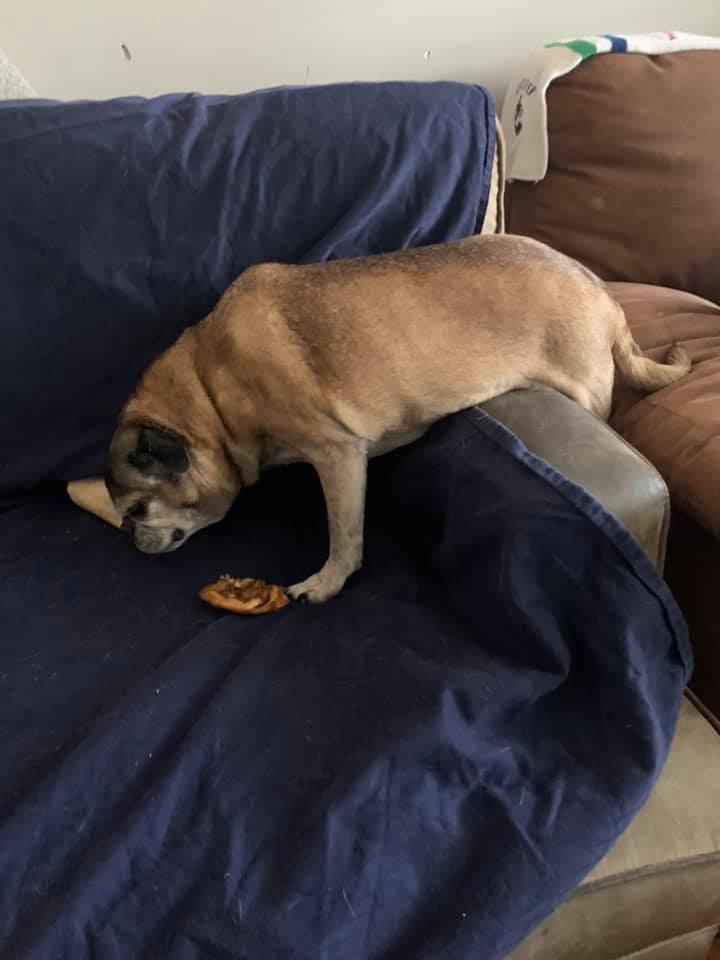 Pitt Meadows Animal Clinic Pitt Meadows