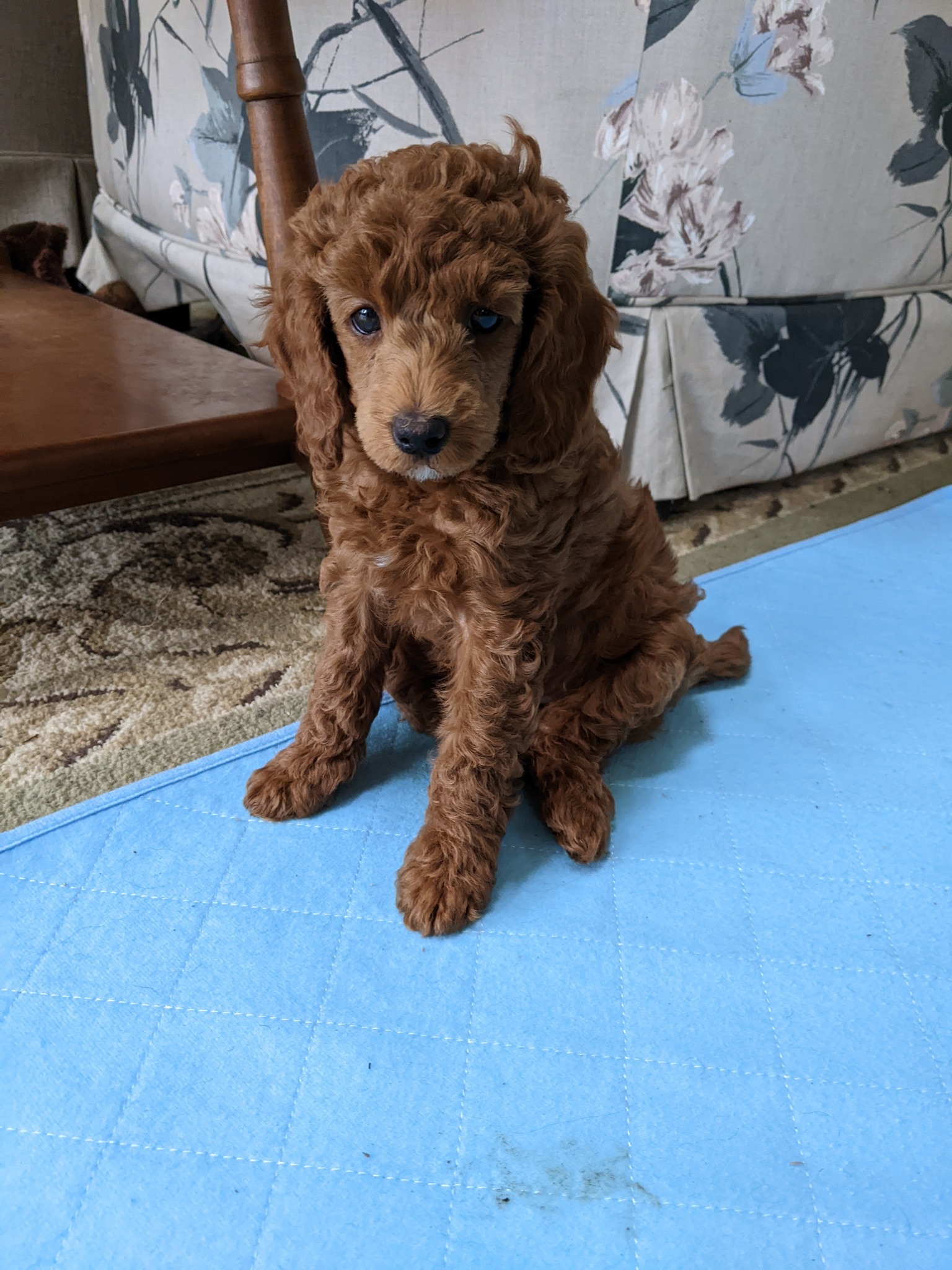 Poodles Plus Professional Dog Grooming Port Alberni