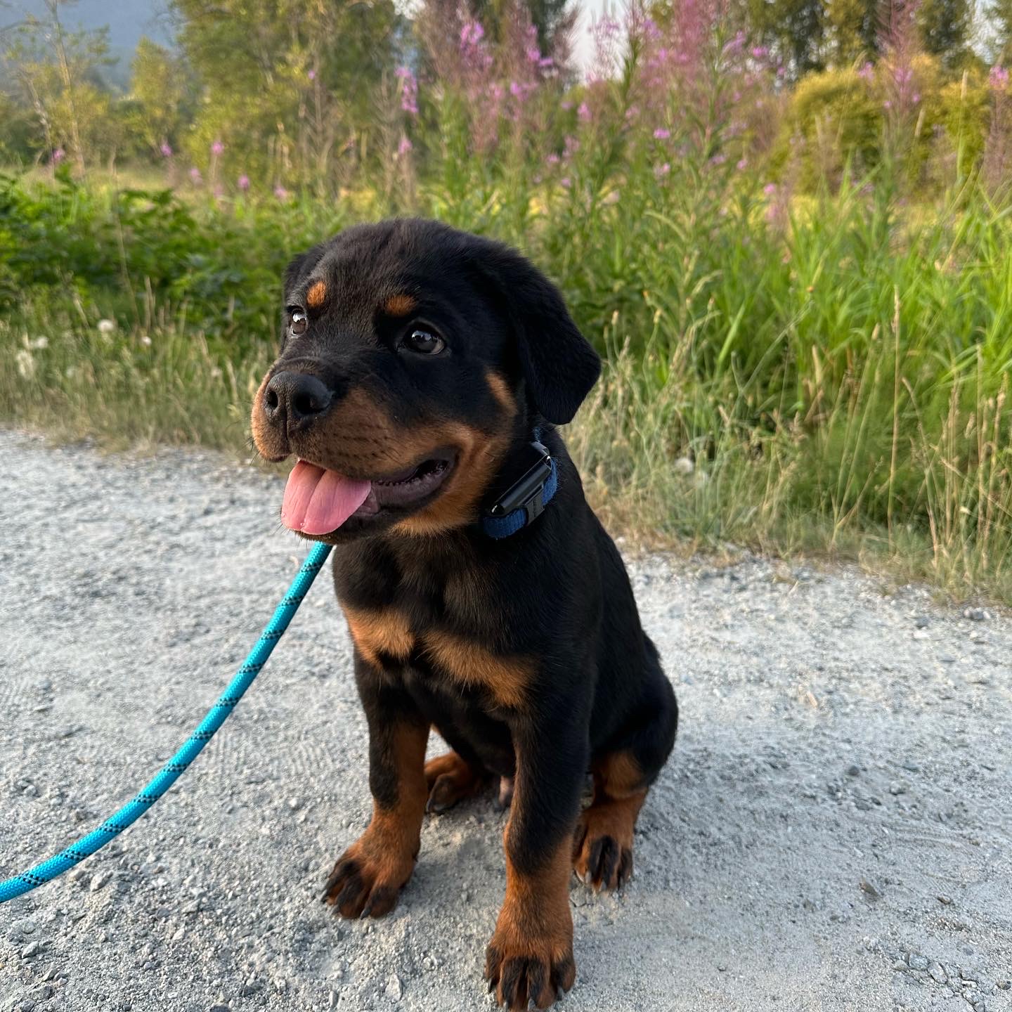 Sit Happens Dog Training Inc. Port Coquitlam