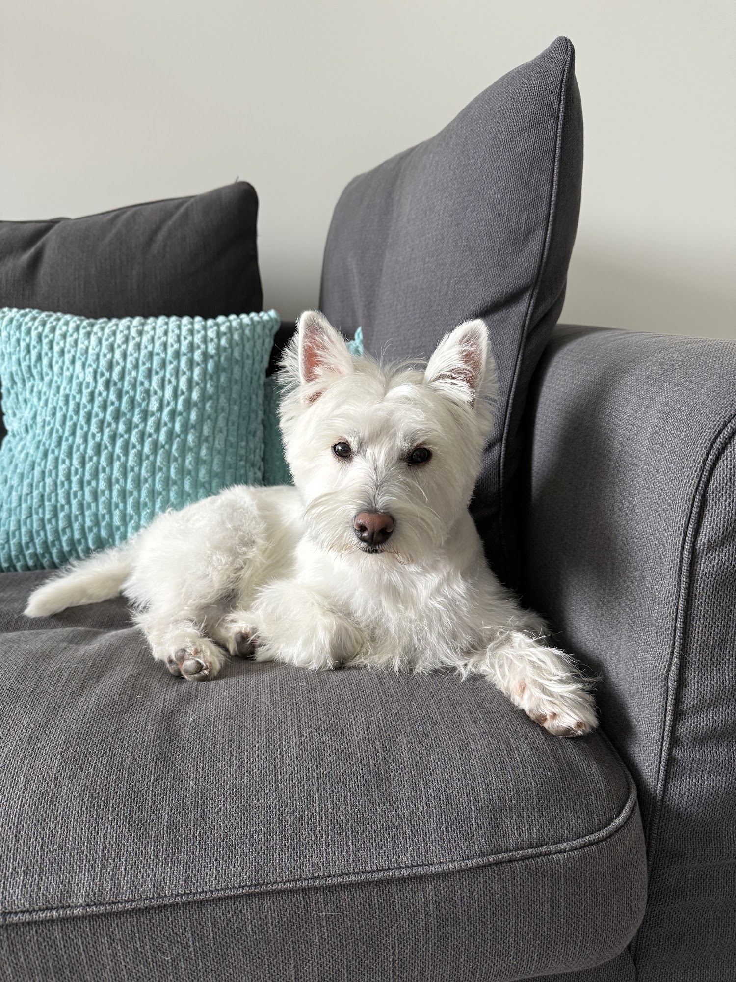 Good Dog Laurier Port Coquitlam