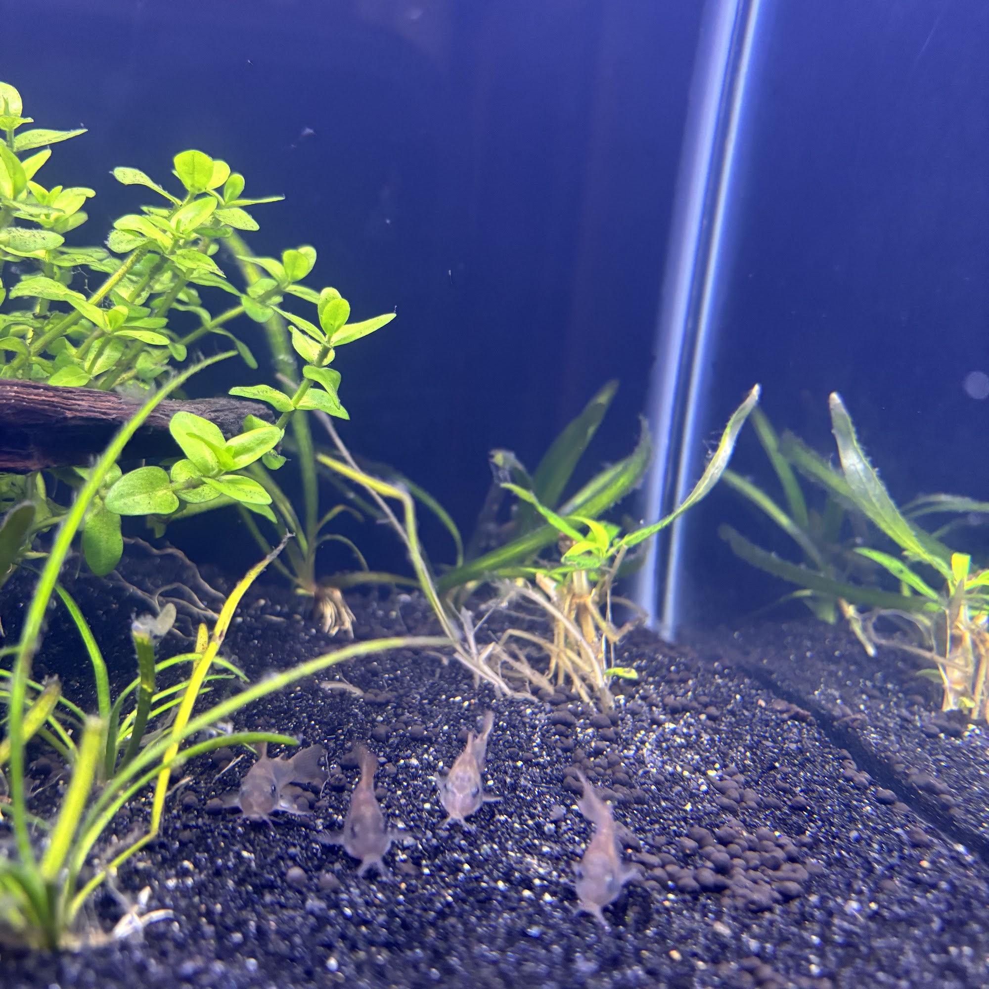 Petland Port Coquitlam Port Coquitlam