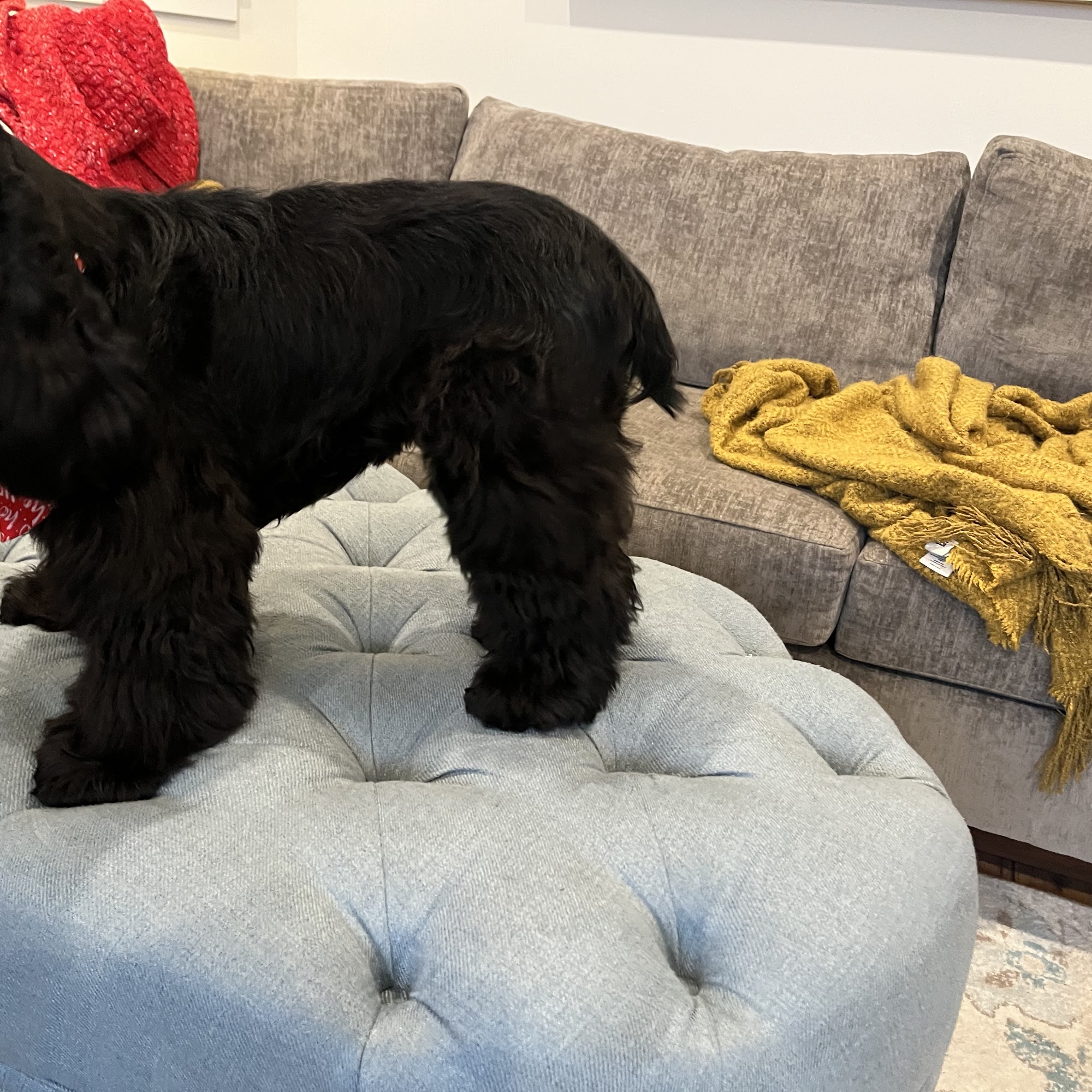 Poco Pet Pawlour Port Coquitlam