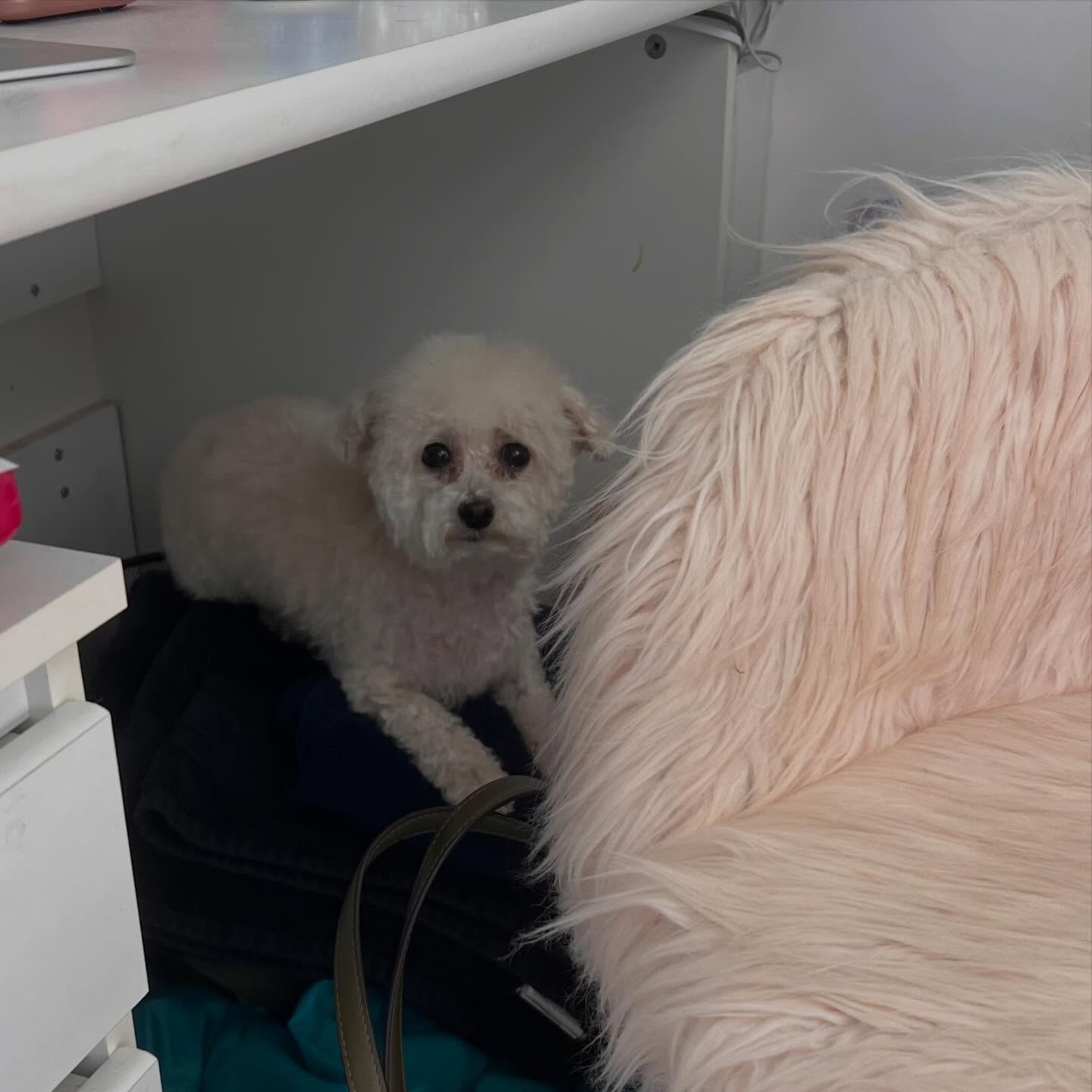 PoCo Grooming Station Port Coquitlam