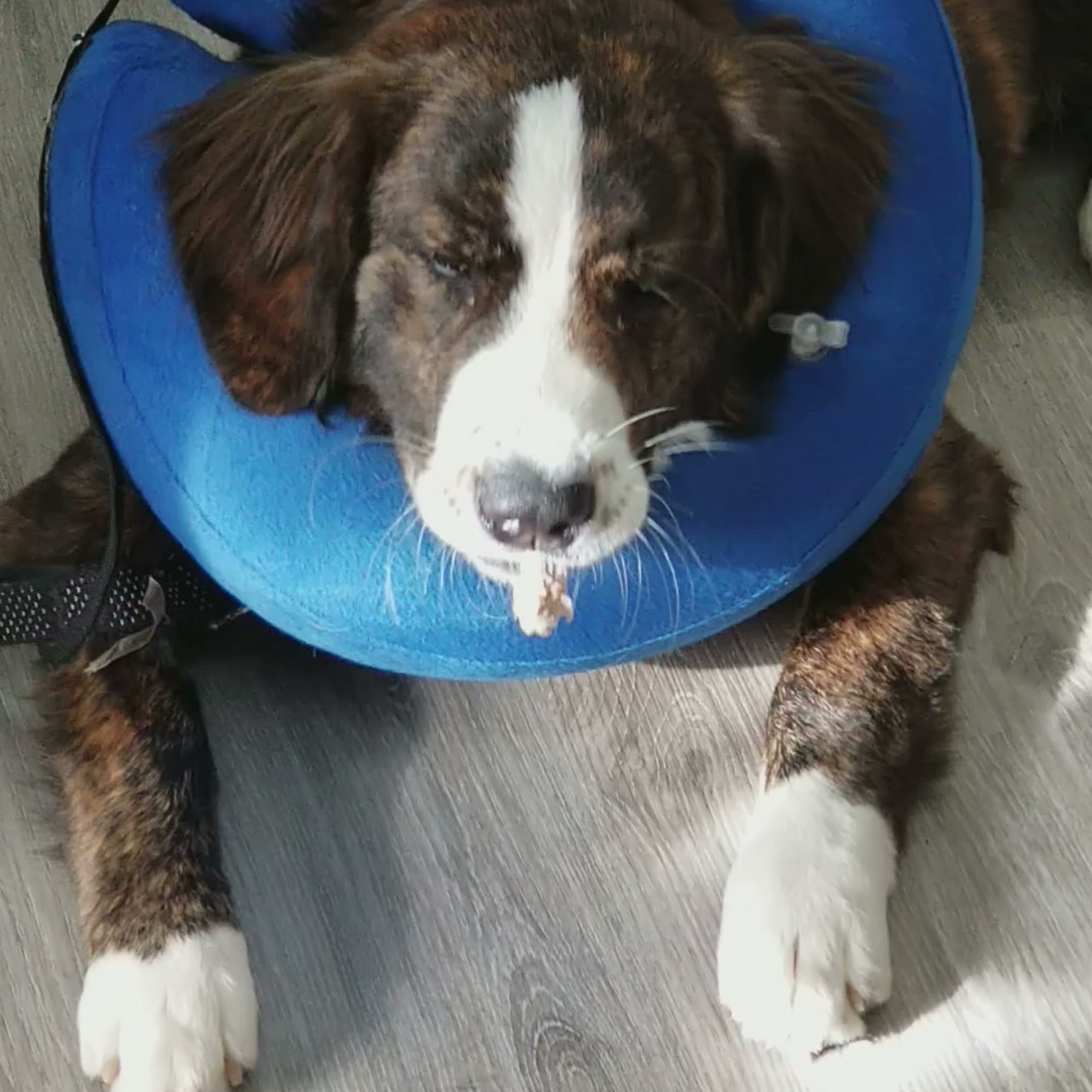 Tommy's Pet Shop Port Moody