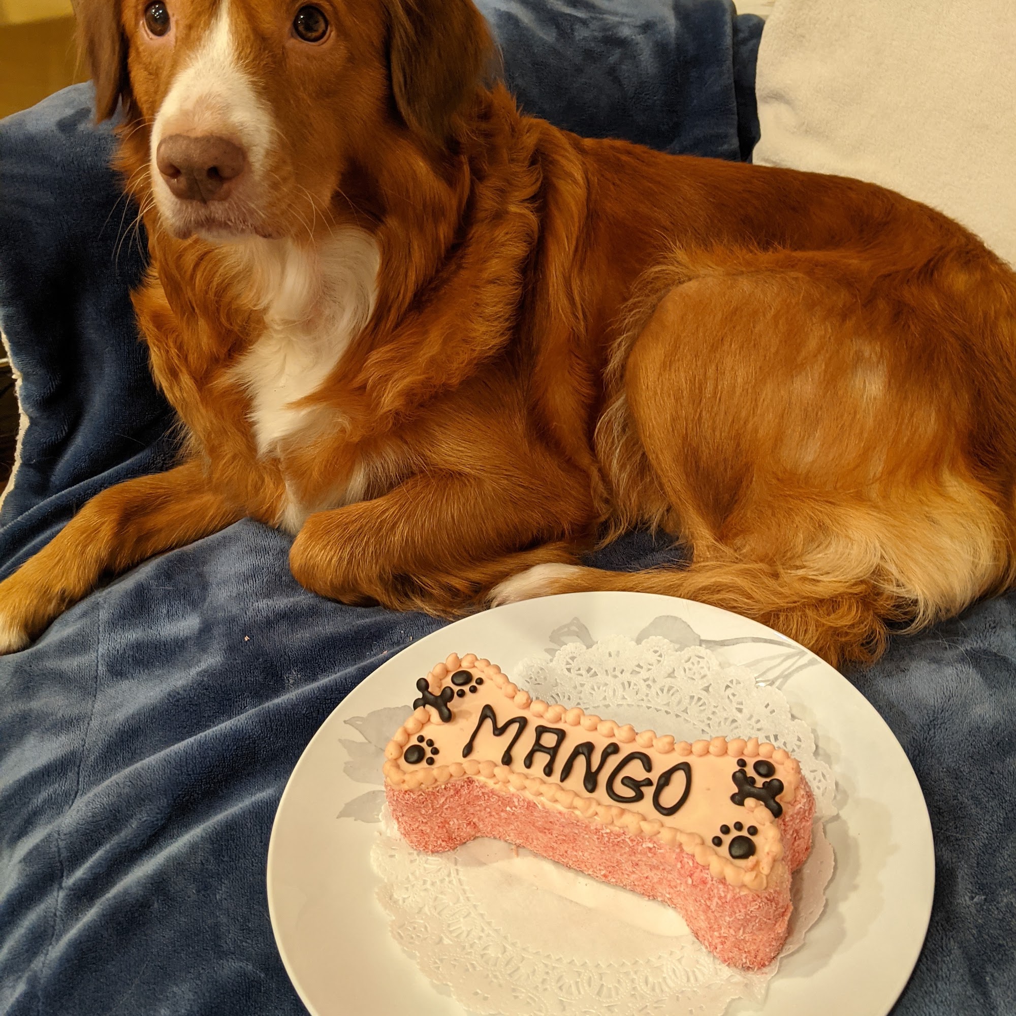 Three Dog Bakery Port Moody