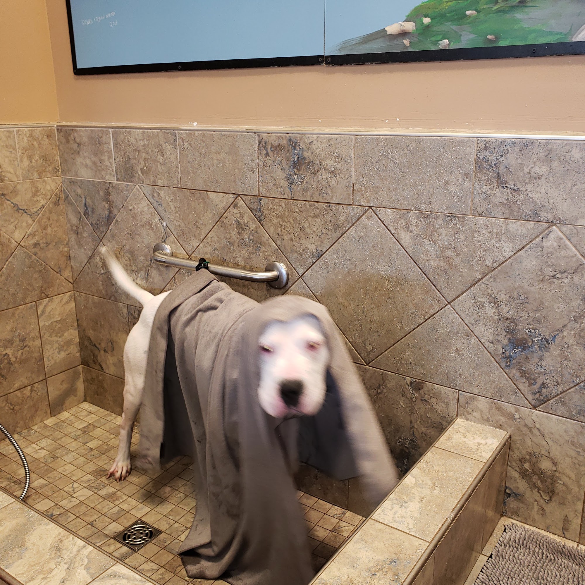 Pet Valu Powell River