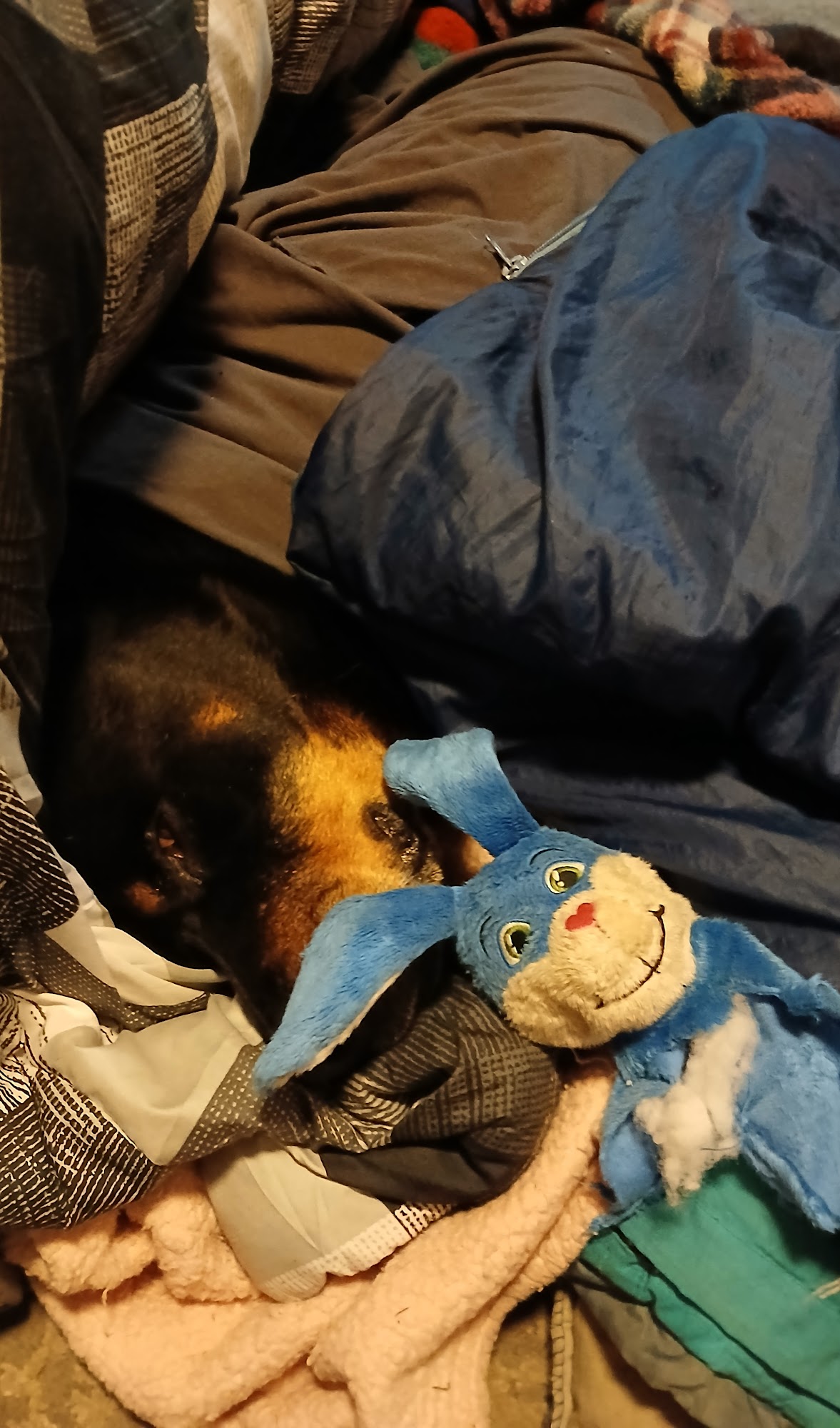 Westview Veterinary Hospital Powell River