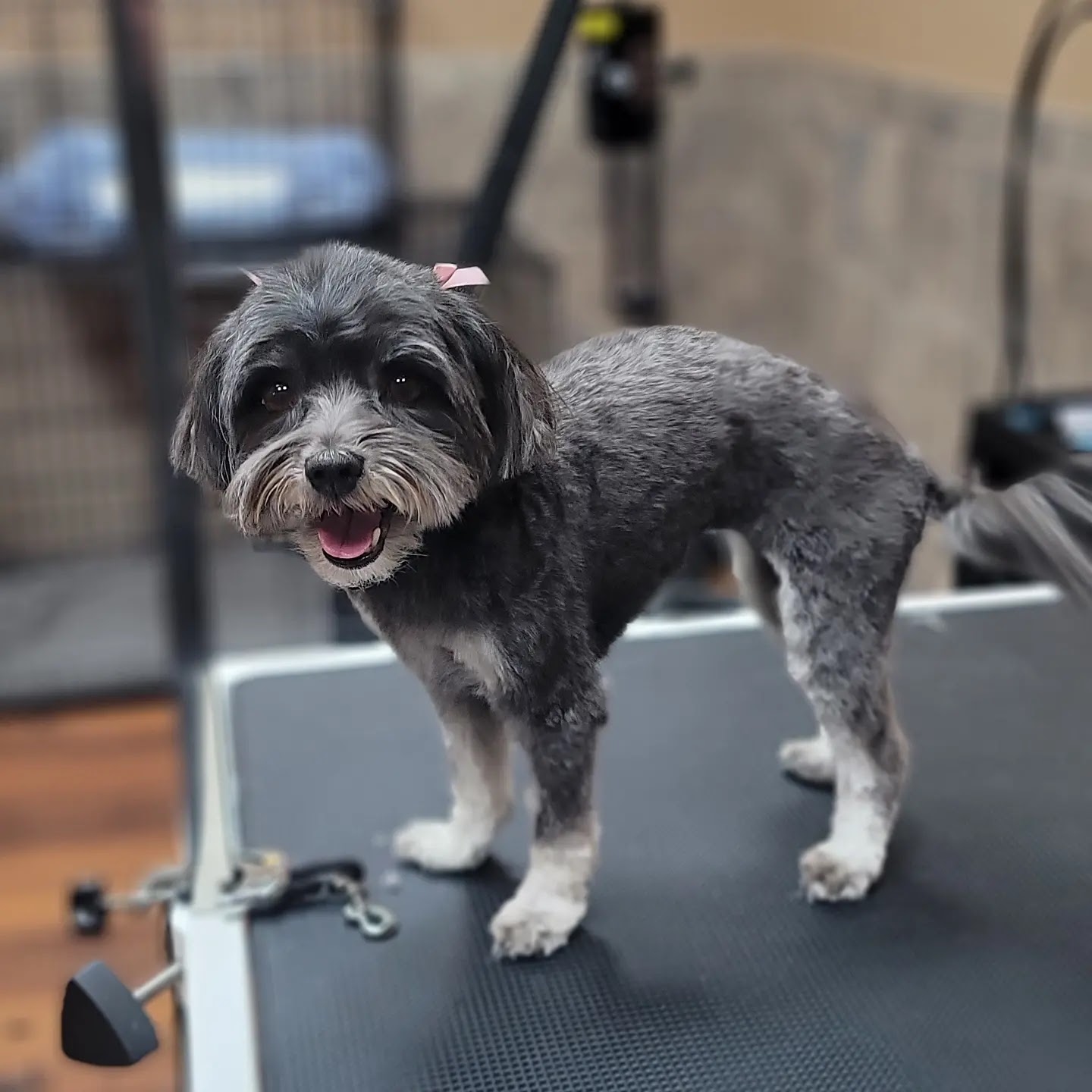 Bosley's Prince George