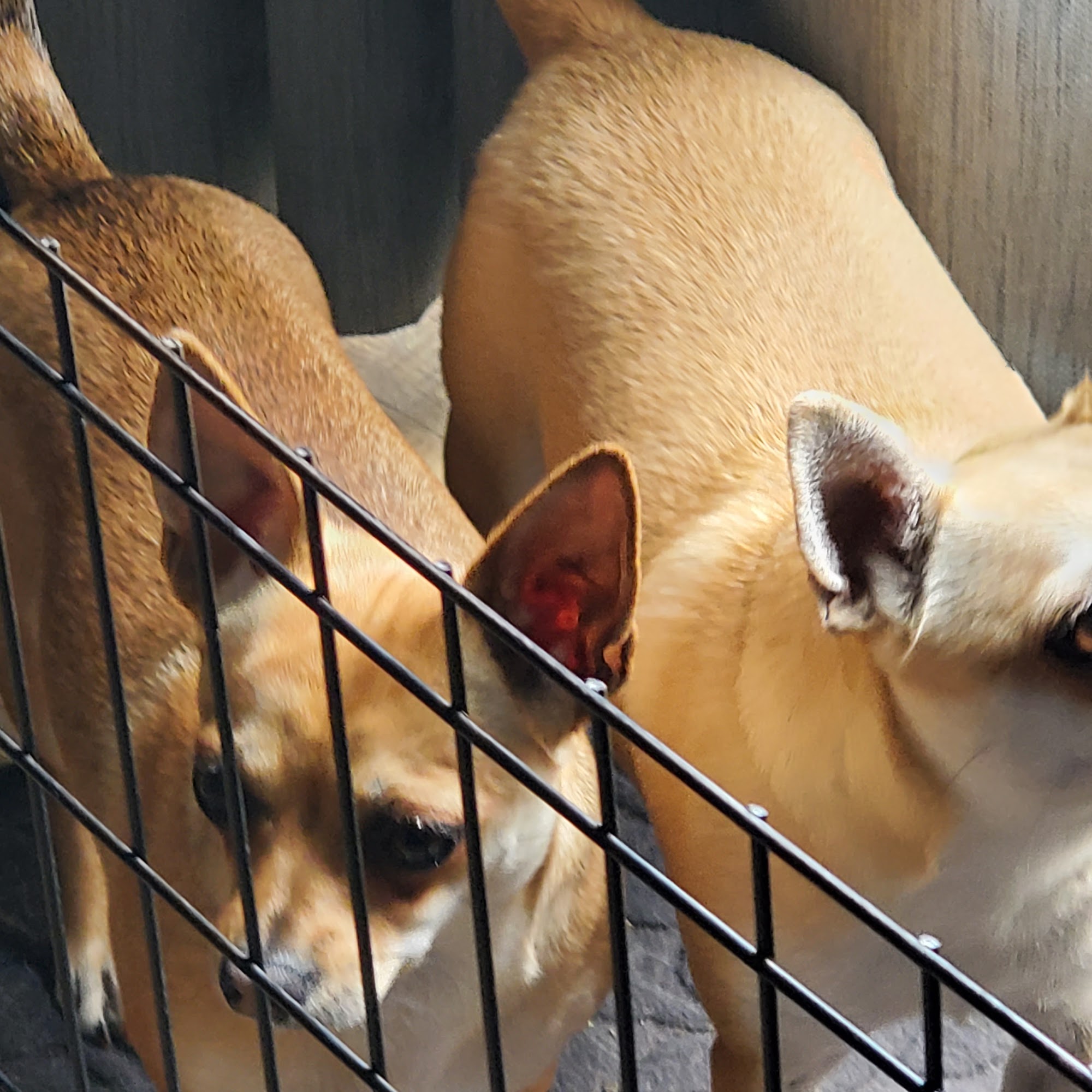 Bone & Biscuit Domano Boulevard Prince George