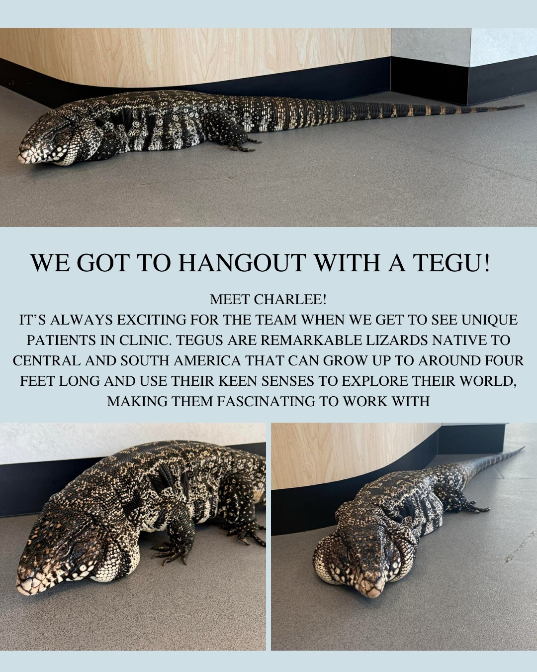 Birchwood Veterinary Clinic Prince George