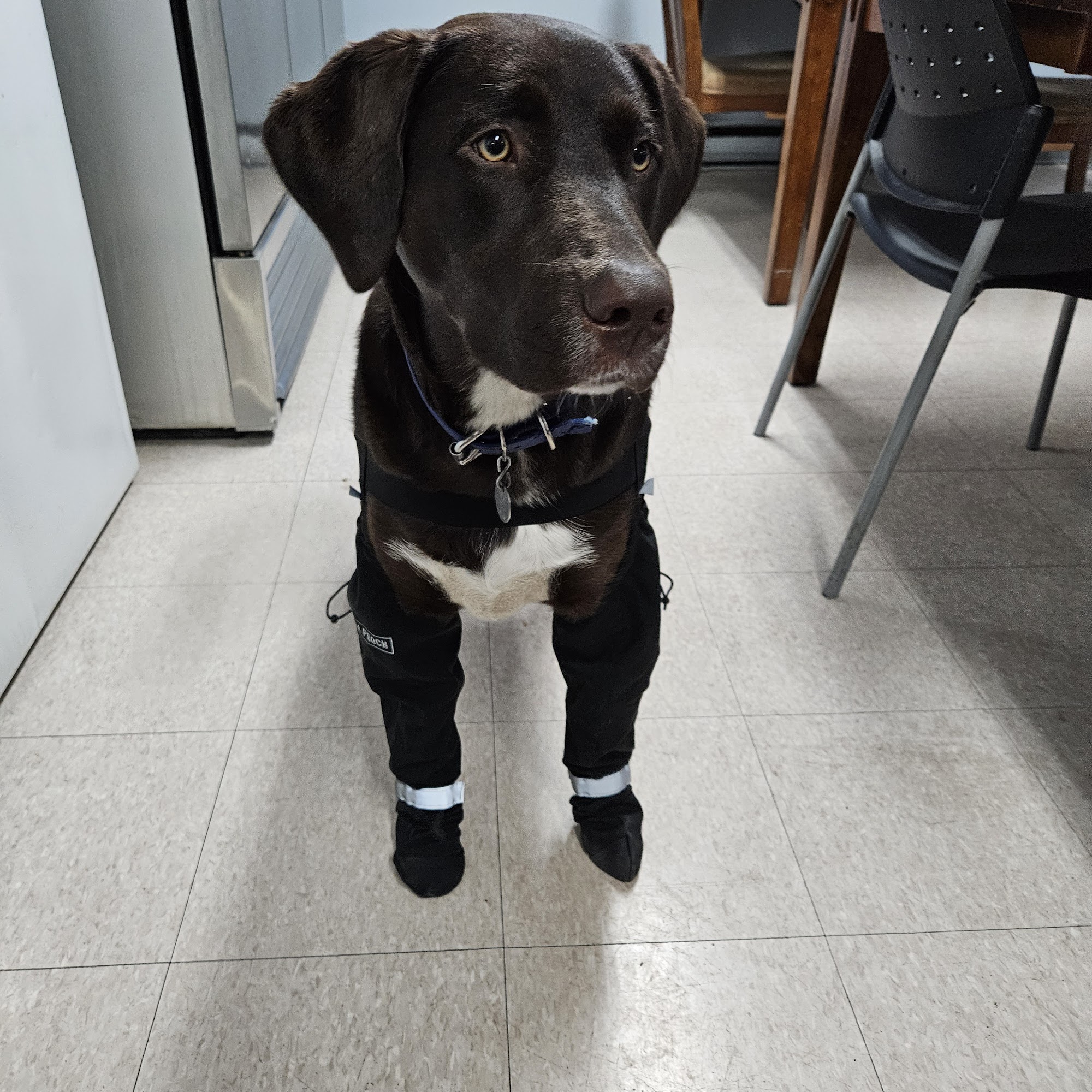 Total Pet Prince George