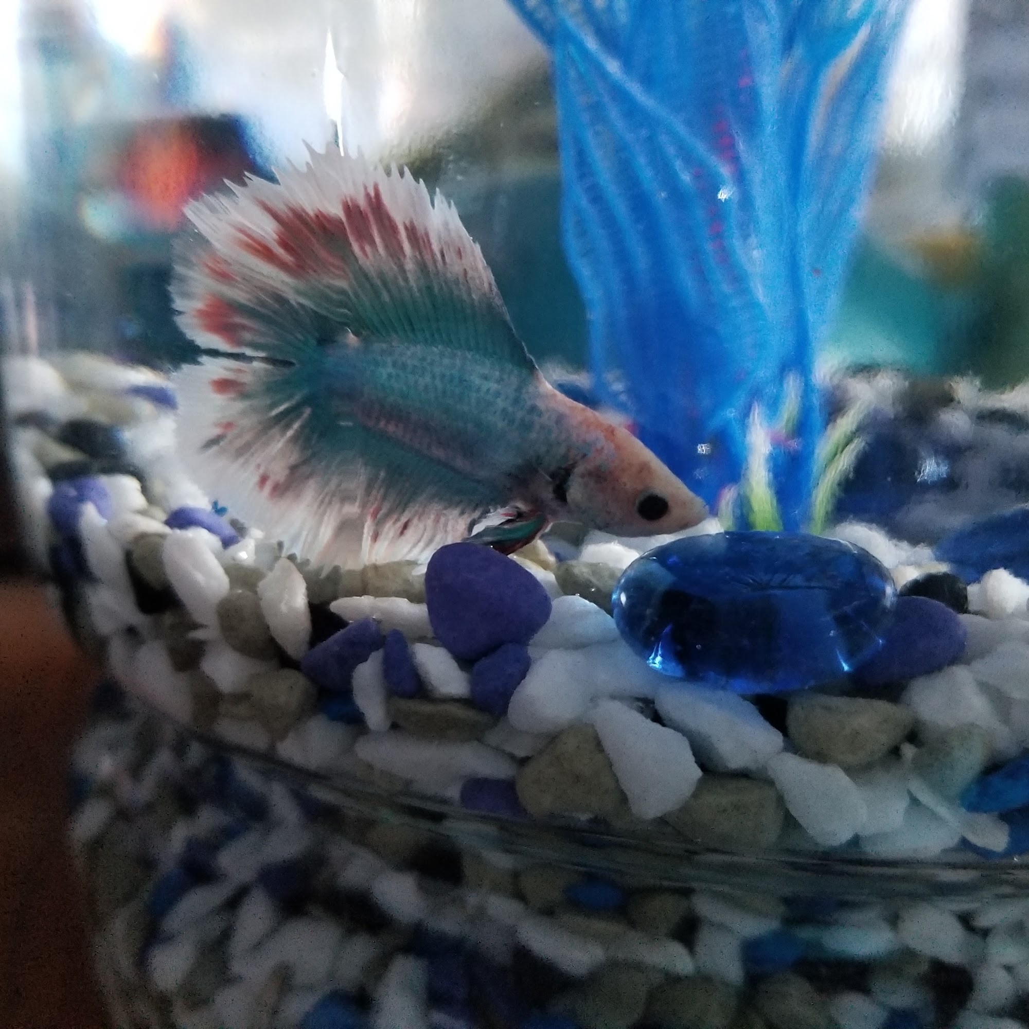 Total Pet Prince George