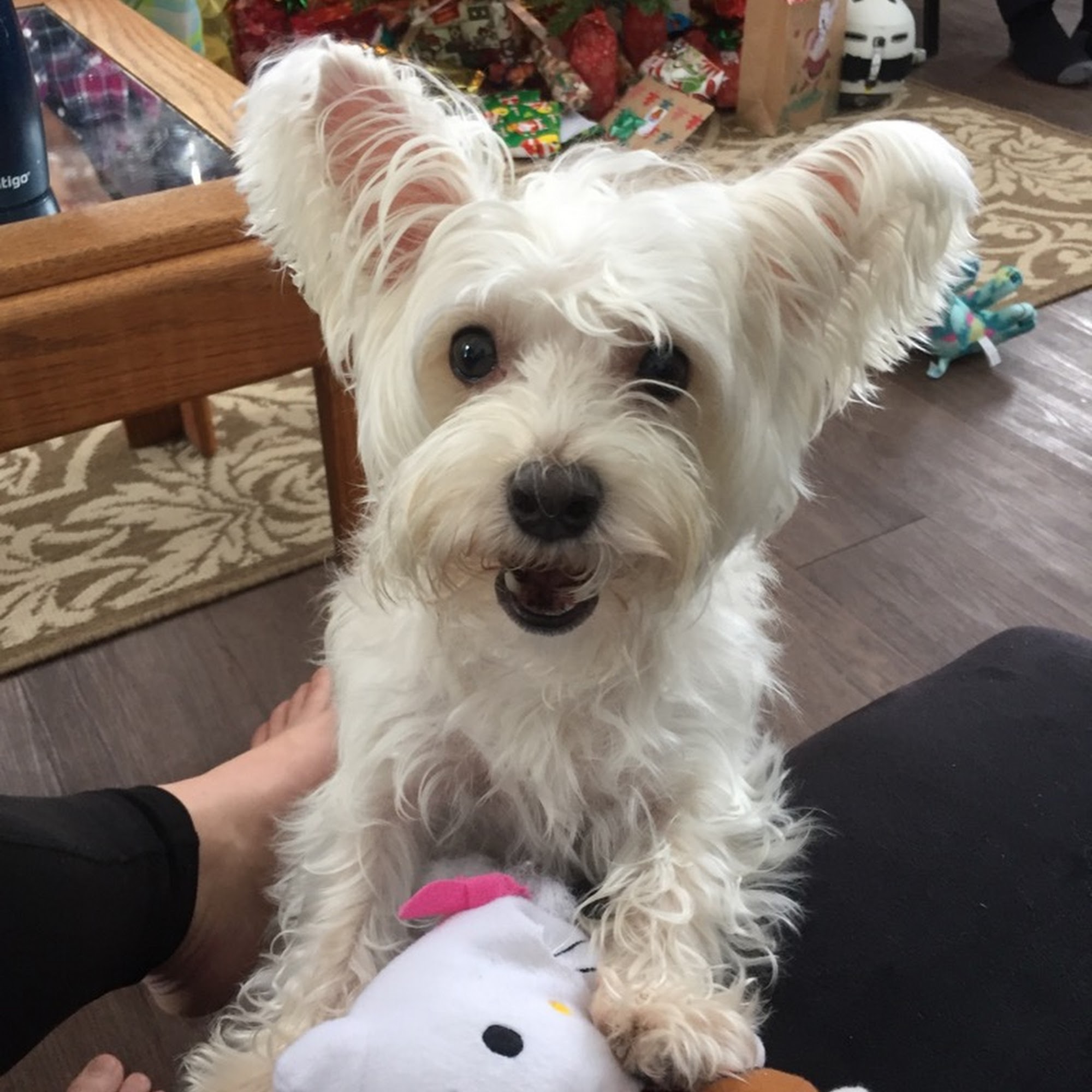 Lesley's Complete Pet Parlor Prince George