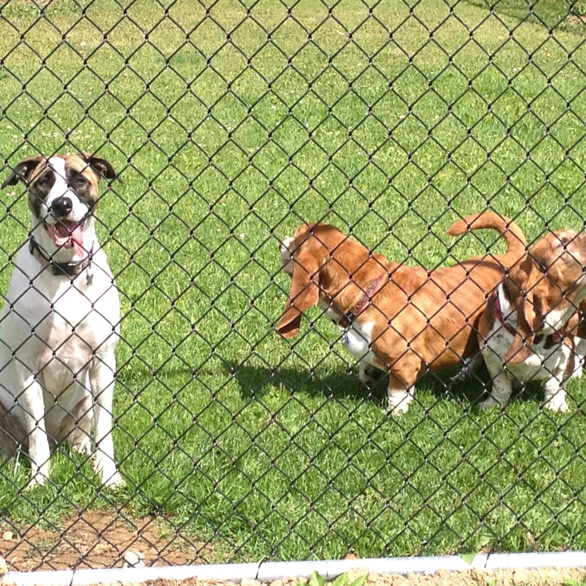 Canadian All Breed Boarding Kennels Prince George