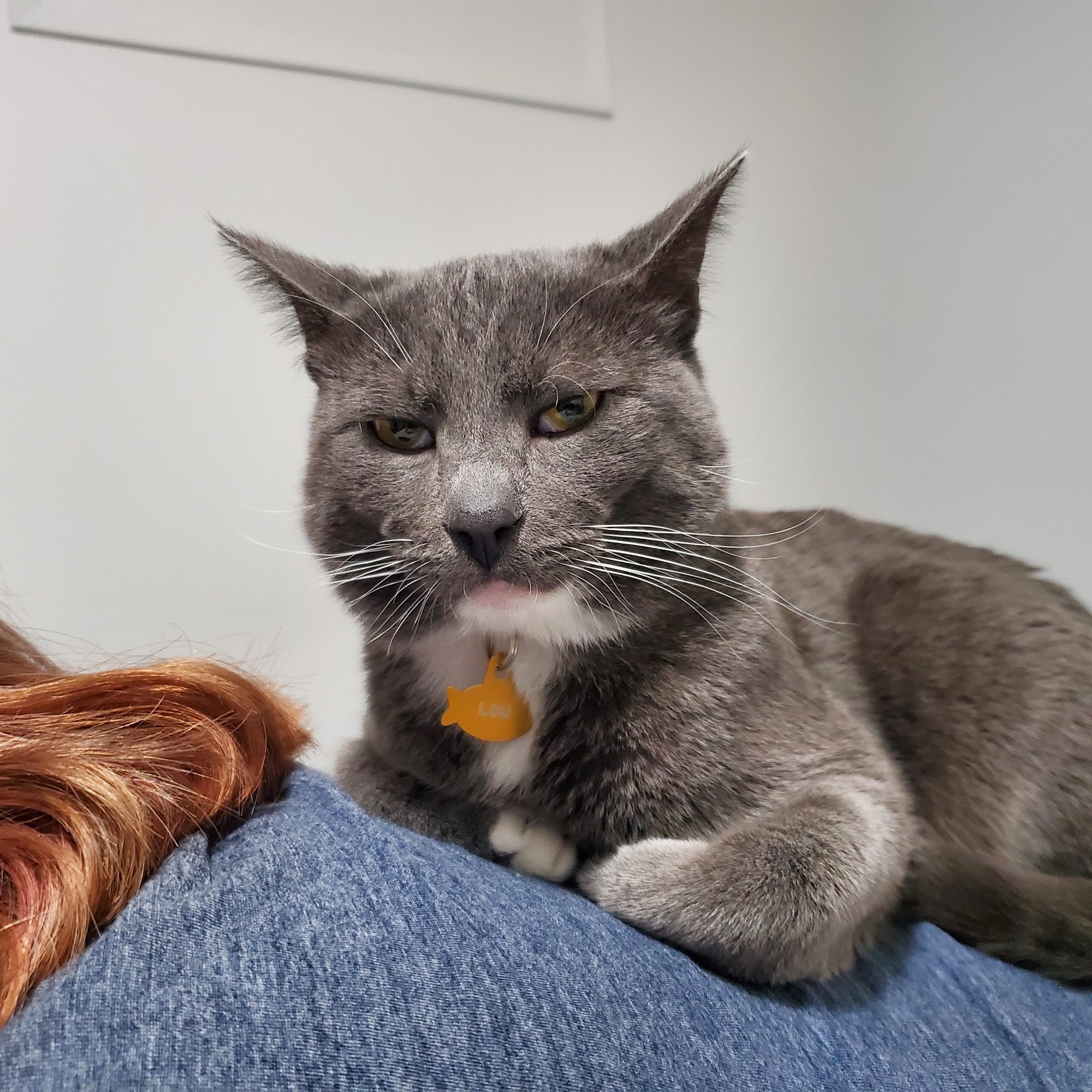 BC SPCA Prince George Spay Neuter Clinic Prince George