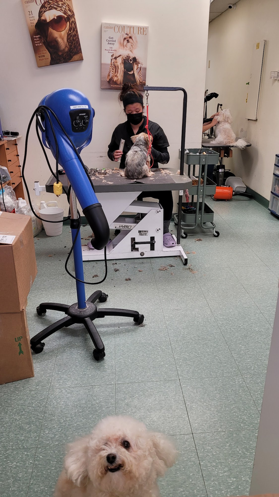 Doggie Doos Richmond