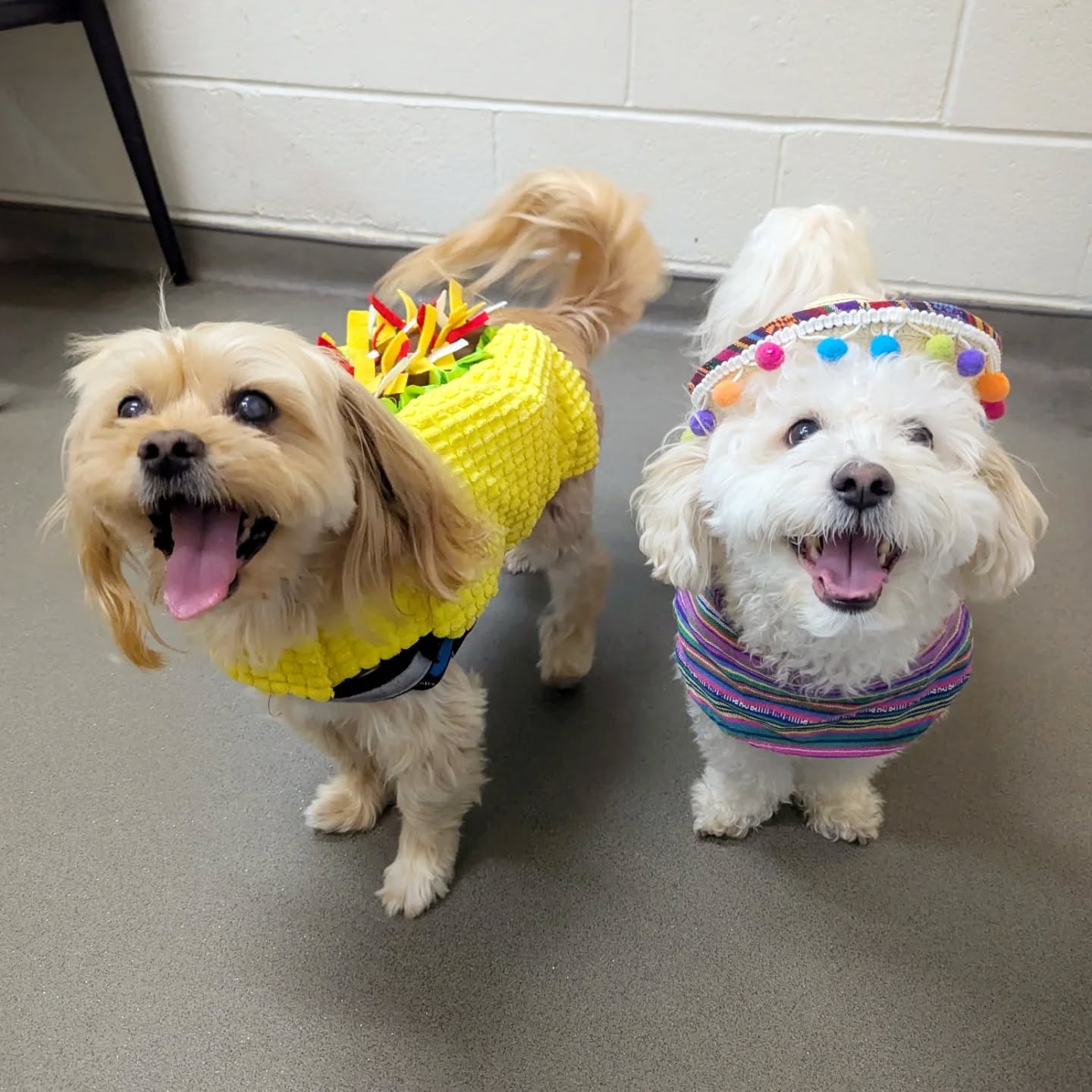 Richmond Animal Hospital Richmond